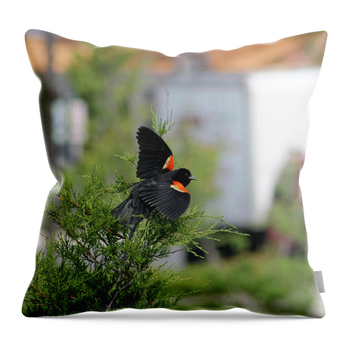 Animals Throw Pillow featuring the photograph Red-Winged Blackbird by Robert Banach