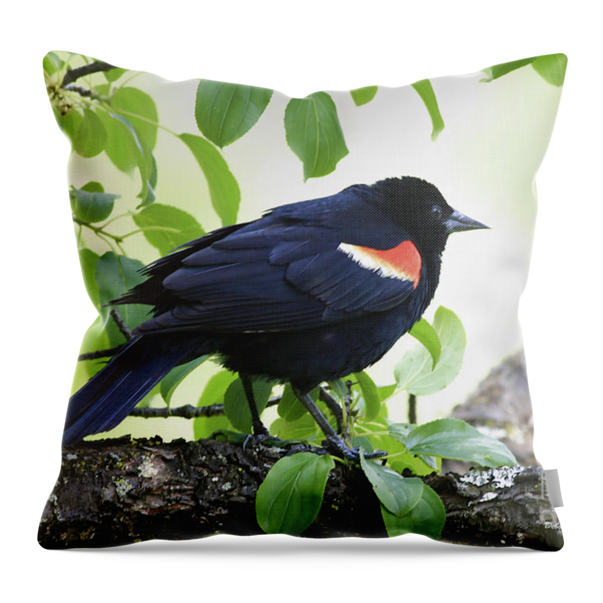 Bird Throw Pillow featuring the photograph Red Winged In Montreal by Deborah Benoit