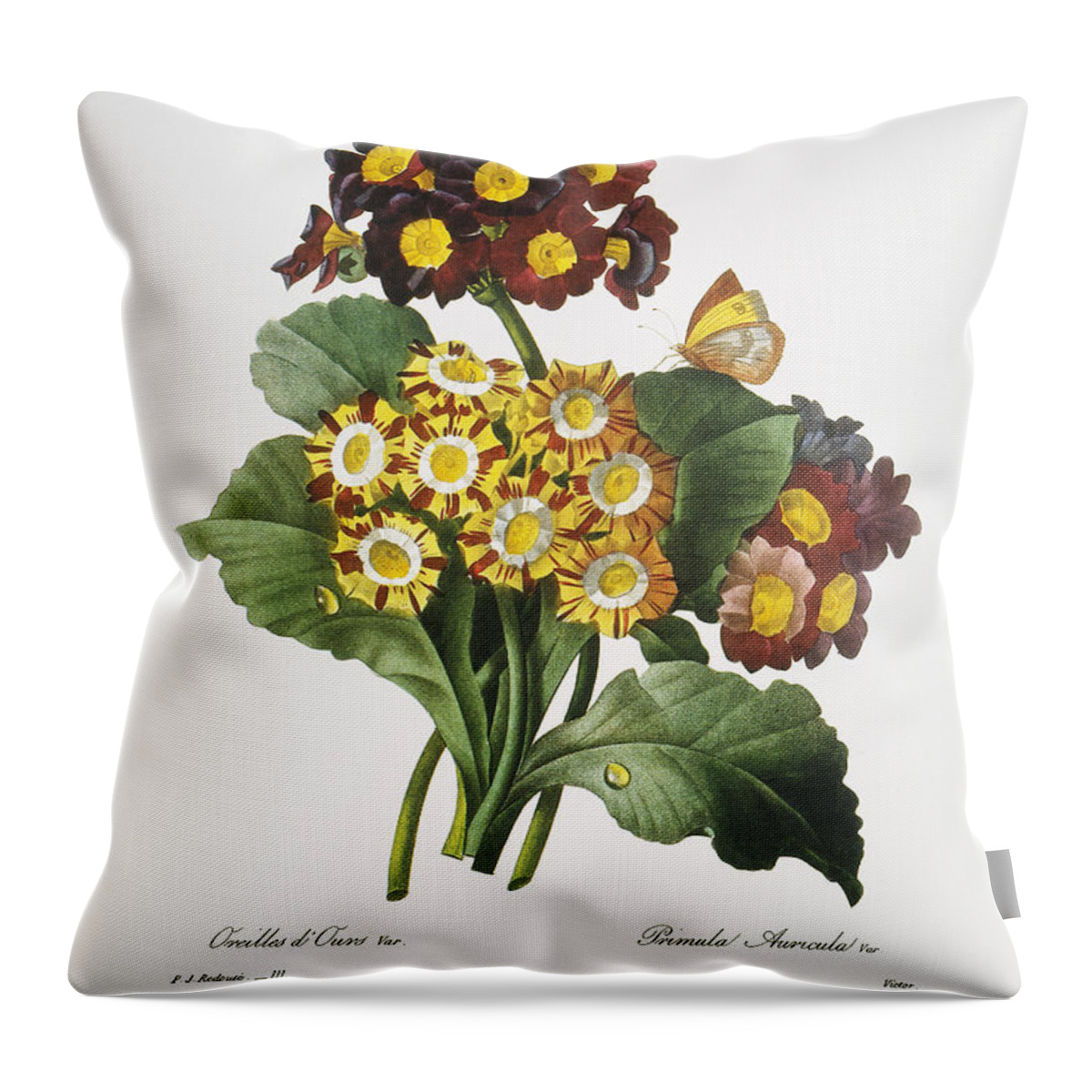1833 Throw Pillow featuring the photograph Redoute: Auricula, 1833 by Granger