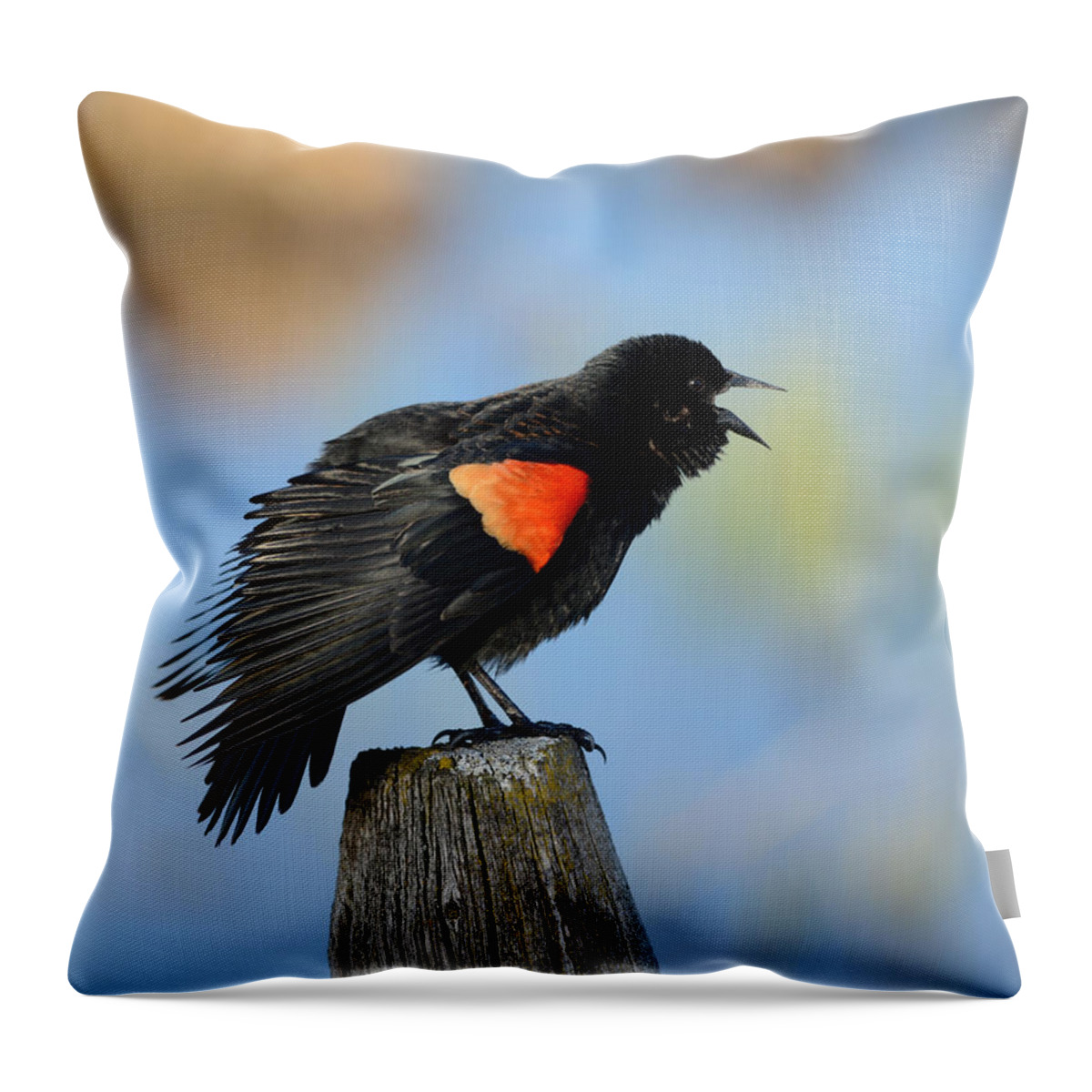 Blackbird Throw Pillow featuring the photograph Redwing Blackbird by Whispering Peaks Photography
