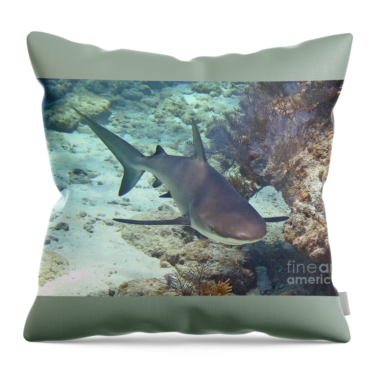 Underwater Throw Pillow featuring the photograph Reef Shark 2 by Daryl Duda