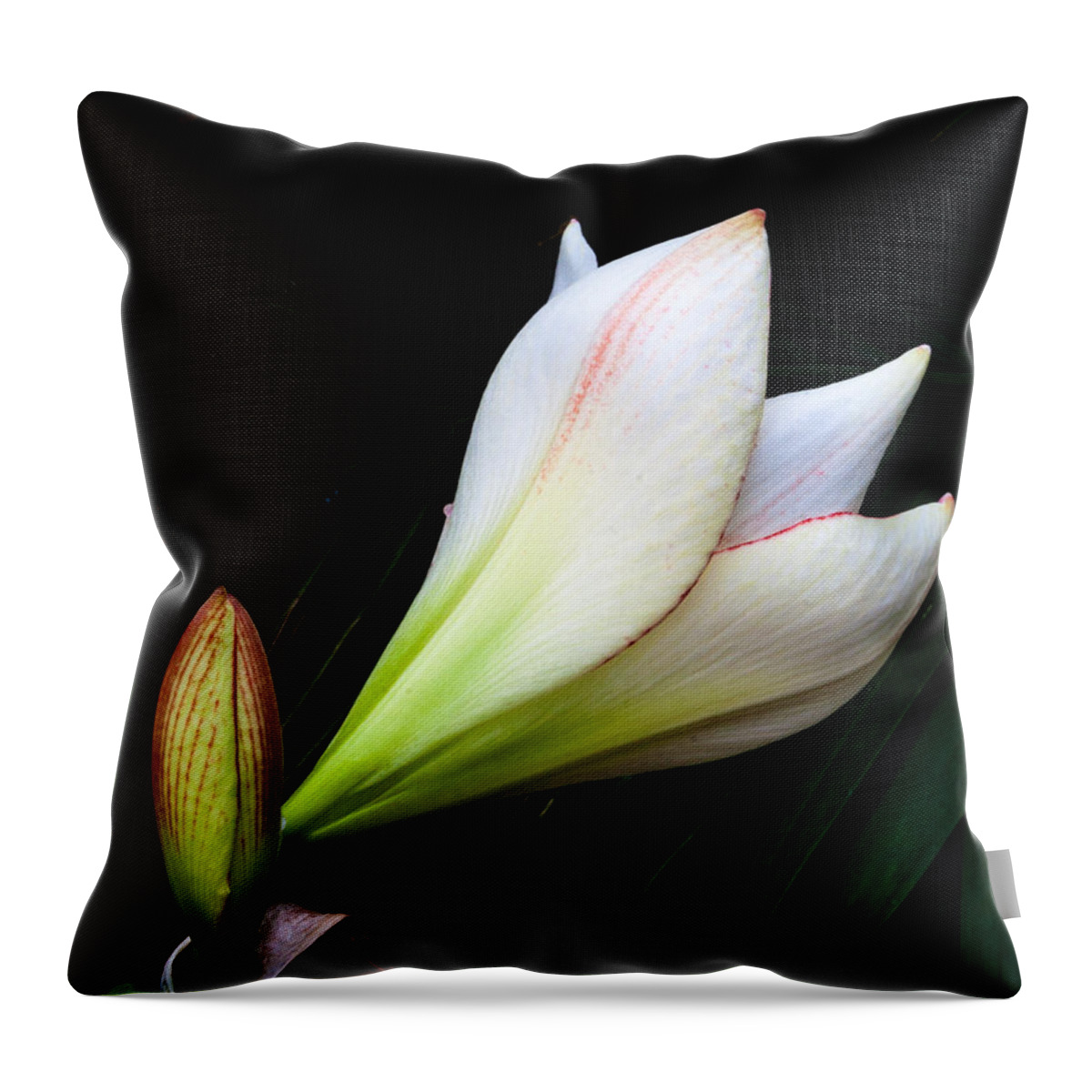 Flowers Throw Pillow featuring the photograph Refined Elegance by Stewart Helberg