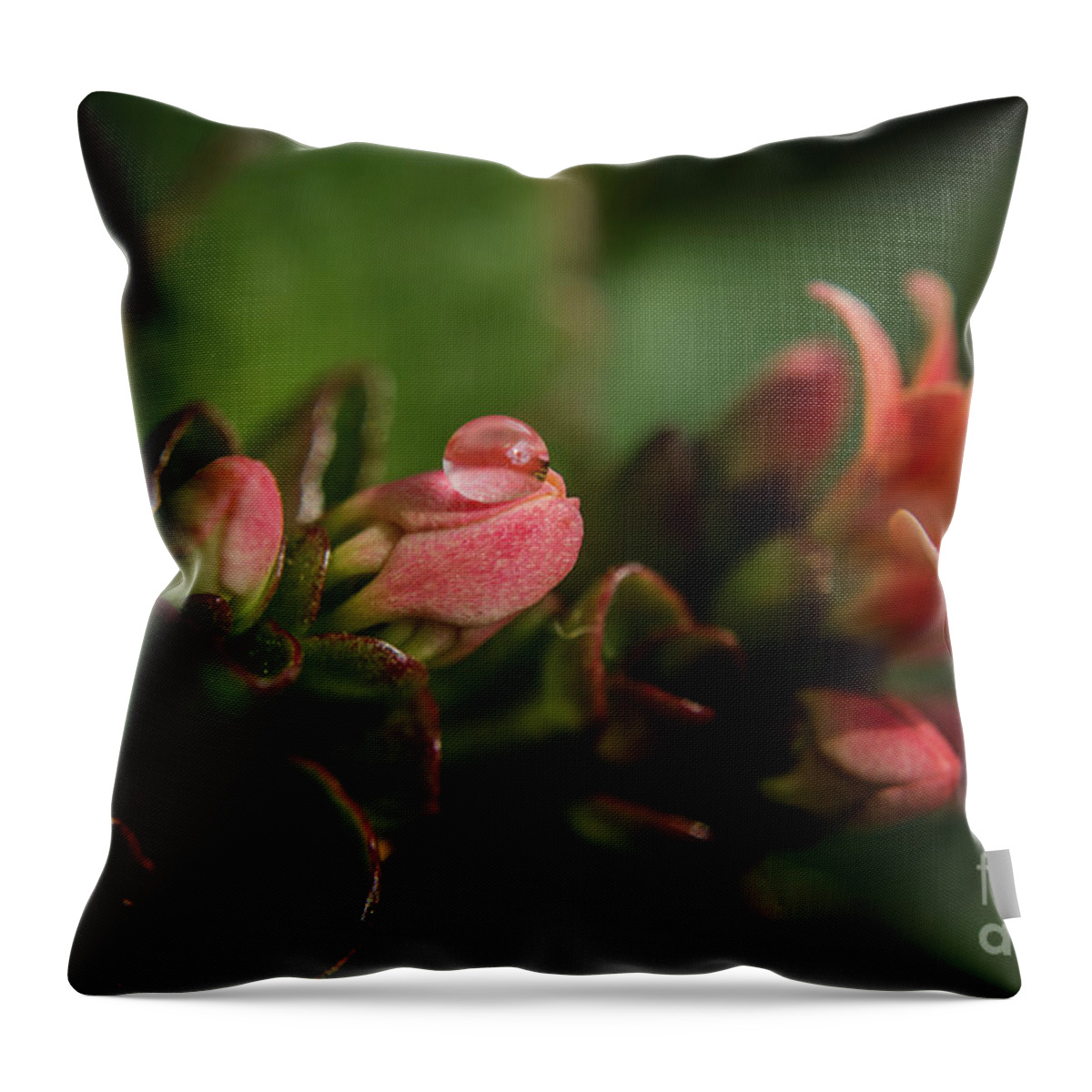 Michelle Meenawong Throw Pillow featuring the photograph Reflecting Drop by Michelle Meenawong