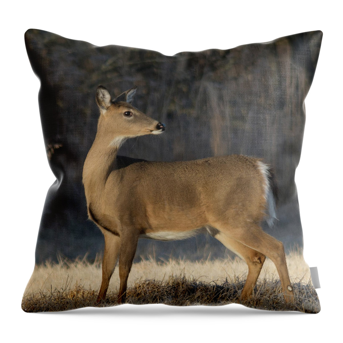 Wildlife Throw Pillow featuring the photograph Reflecting On The Past by John Benedict