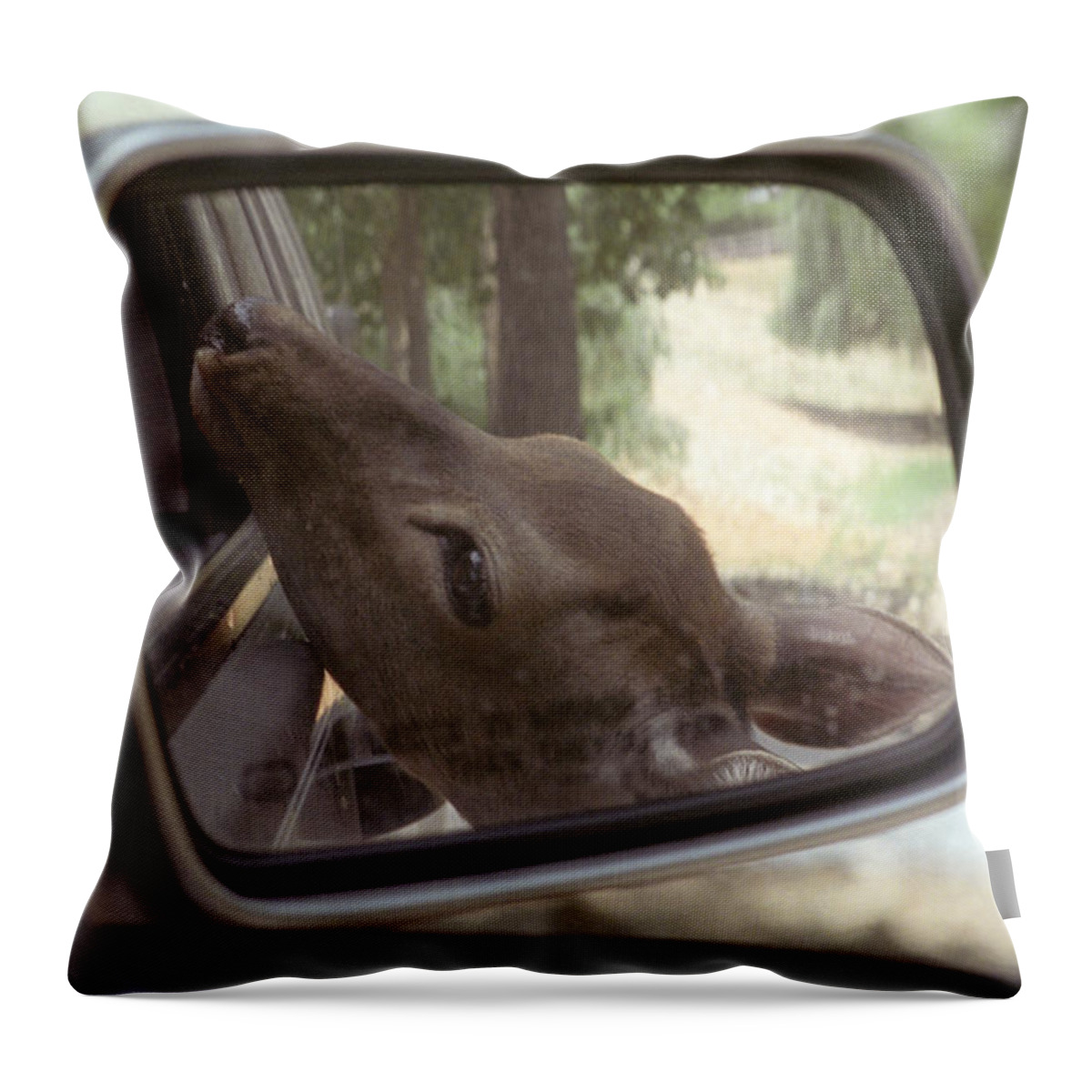 Deer Throw Pillow featuring the photograph Reflections of a Deer by Wanda Brandon