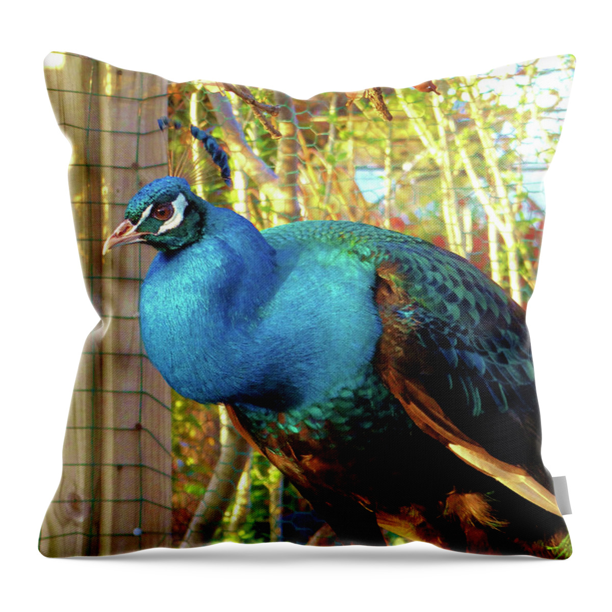 Peacock Throw Pillow featuring the photograph Peacock Perch by Doris Aguirre