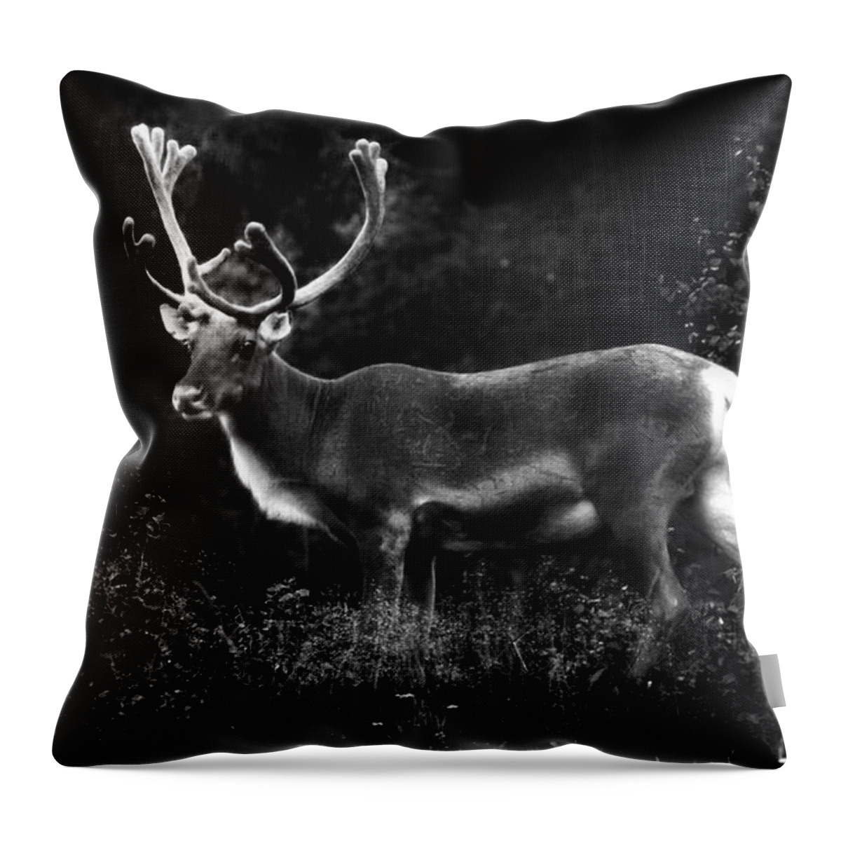 Reindeer Throw Pillow featuring the photograph Reindeer reindeer burning bright in the forests of the night by Pekka Sammallahti
