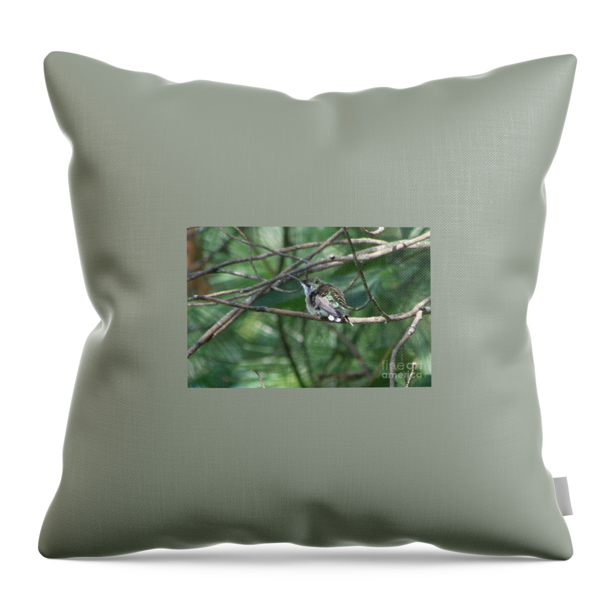 Hummingbird Throw Pillow featuring the photograph Chubby by Barbara S Nickerson