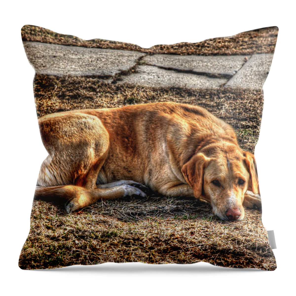 Dog Throw Pillow featuring the photograph Restful Friend by J Laughlin