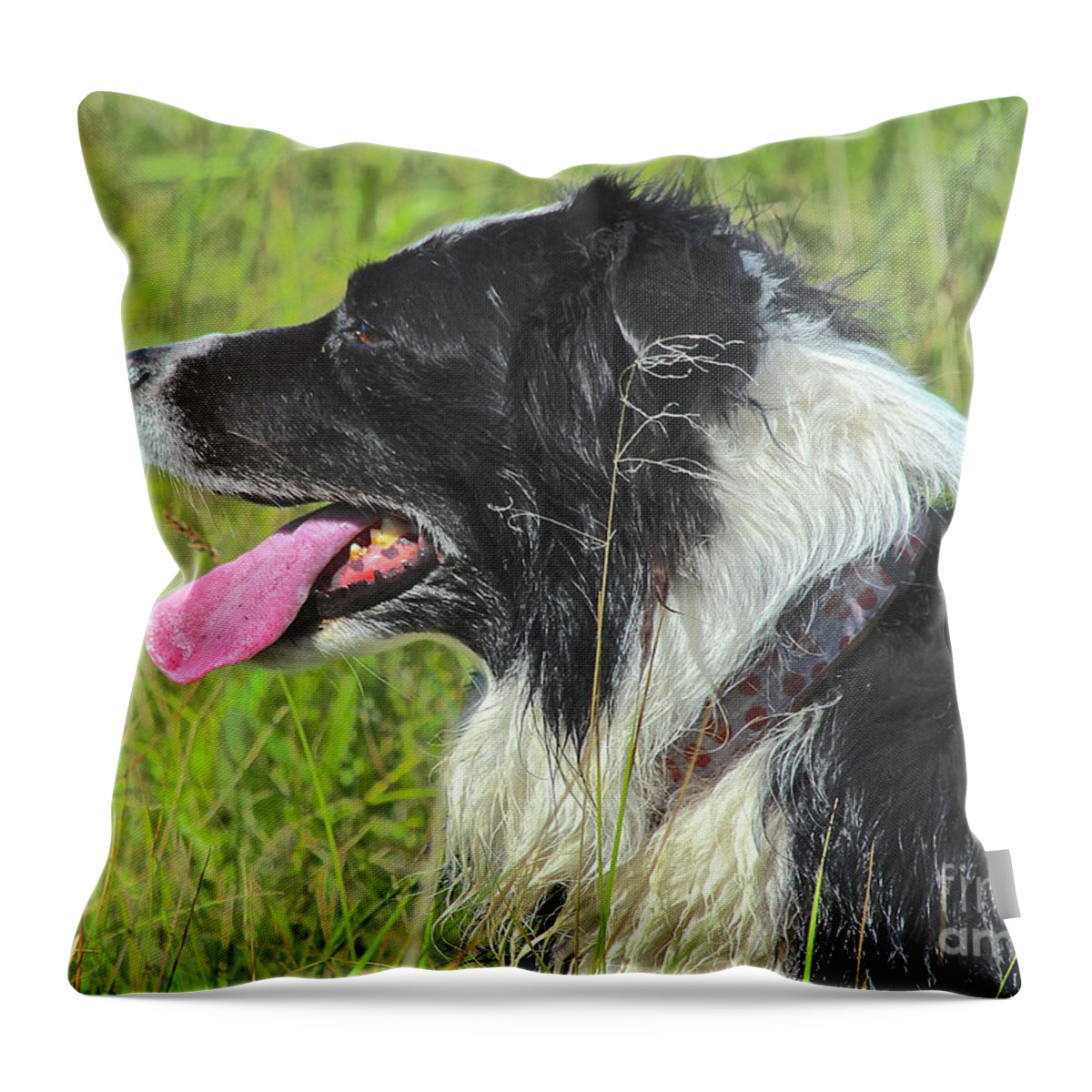 Border Collie Throw Pillow featuring the photograph Resting by Ann E Robson