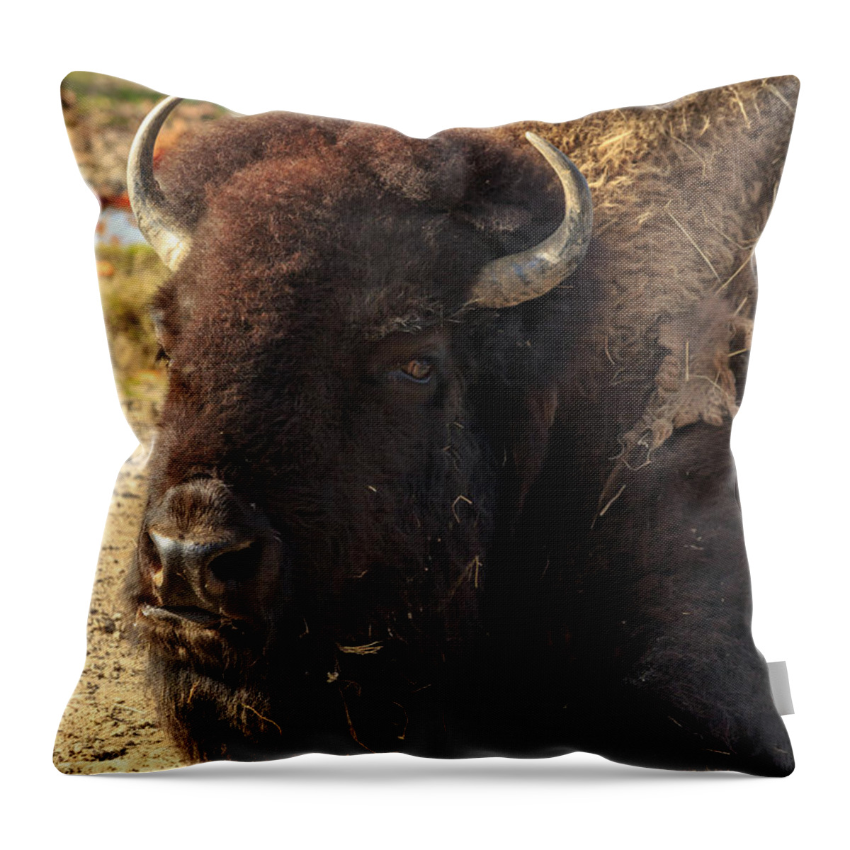 Acres Throw Pillow featuring the photograph Resting Buffalo by Travis Rogers