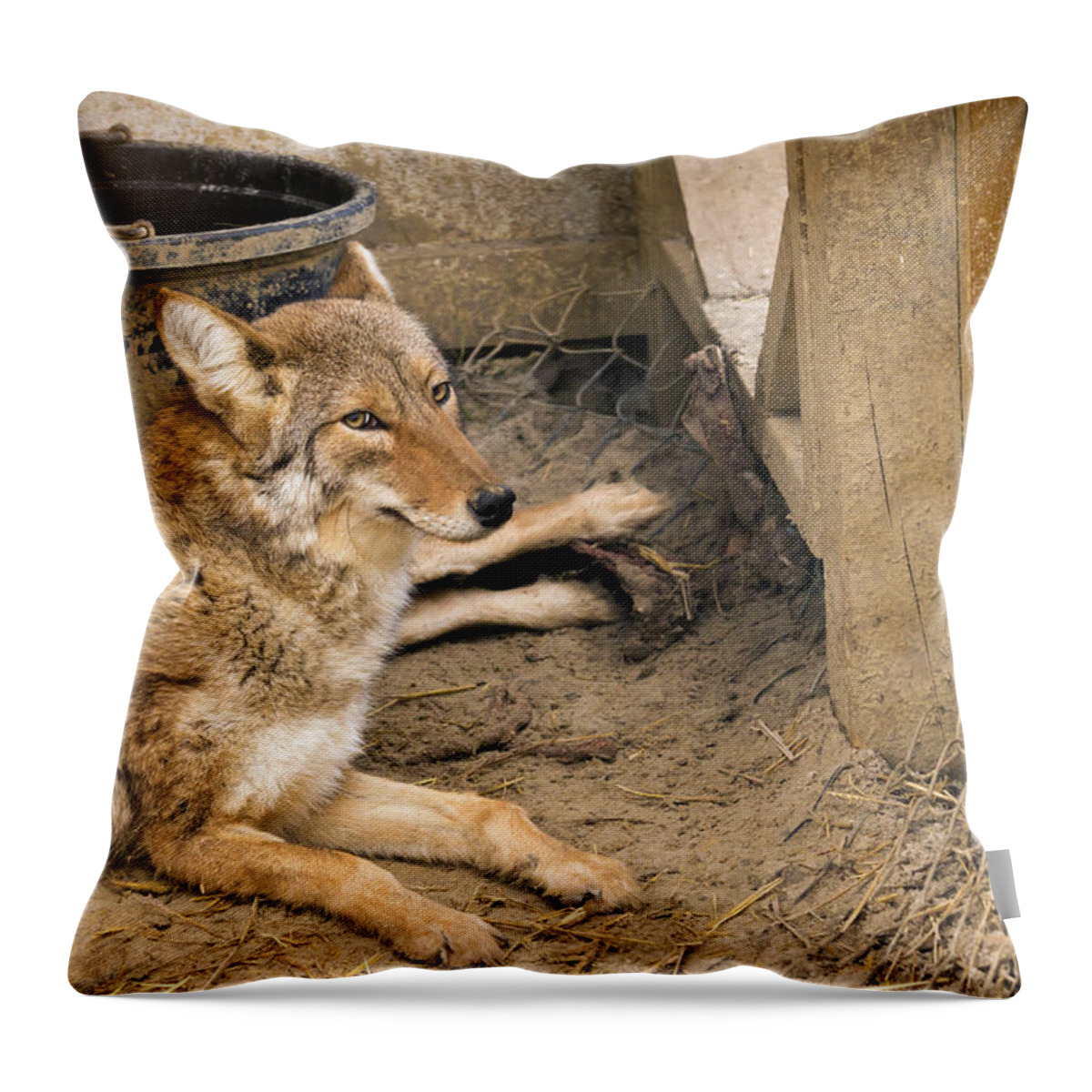 Beautiful Throw Pillow featuring the photograph Resting Coyote by Travis Rogers