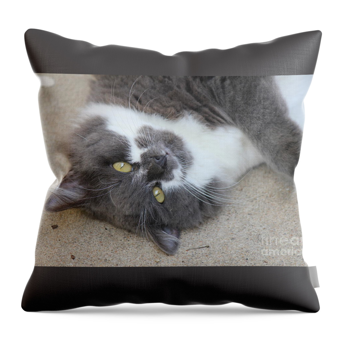 Cat Throw Pillow featuring the photograph Resting Ms Mustache by Sheri Simmons