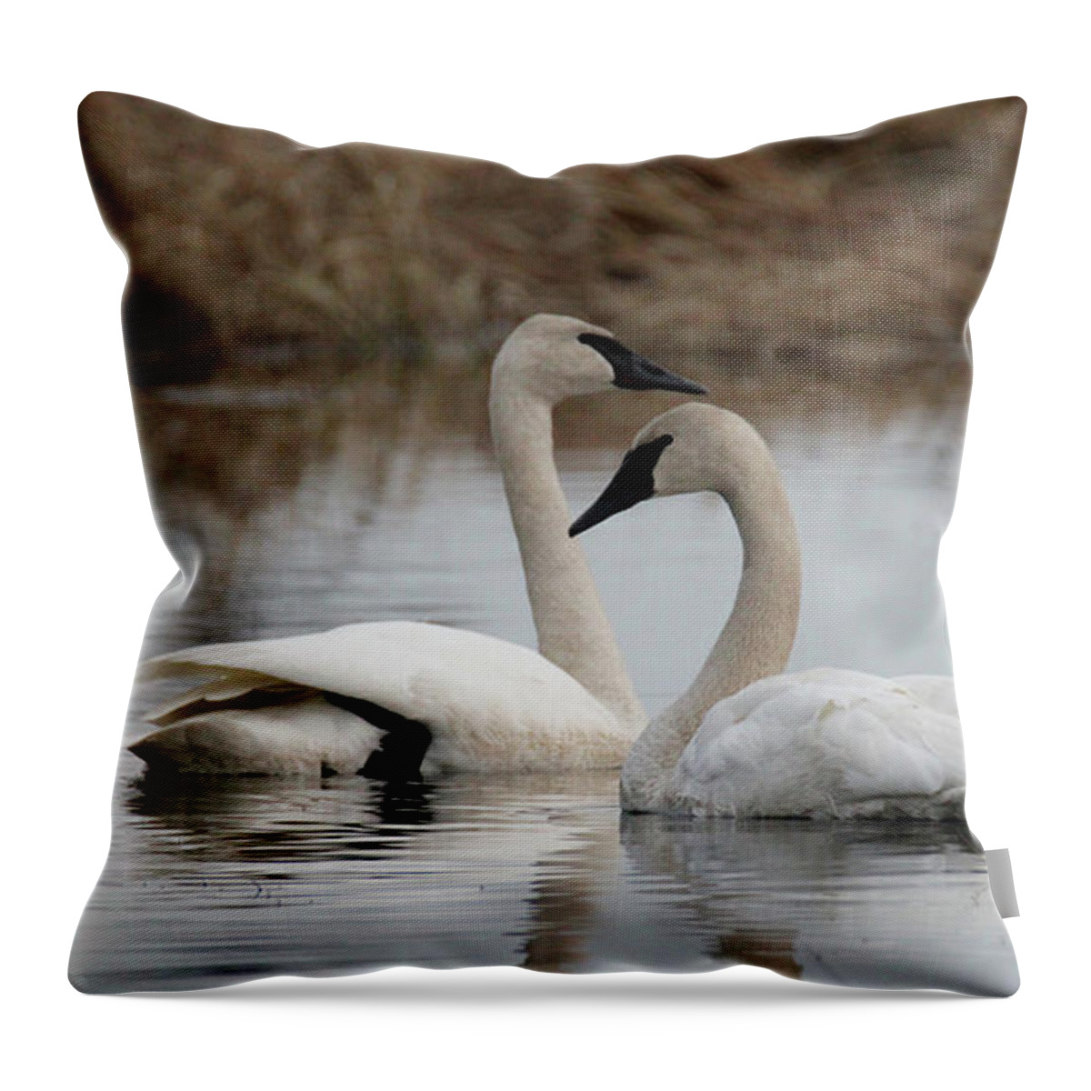 Wisconsin Throw Pillow featuring the photograph Return of Trumpeter Swans by Brook Burling