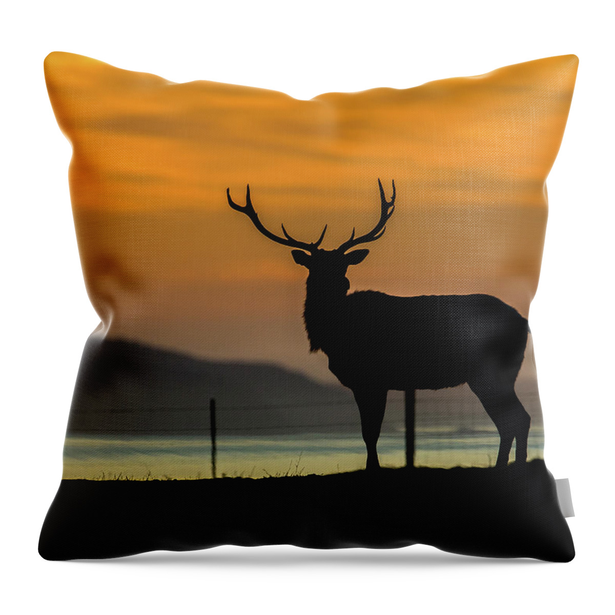 Bobcat Throw Pillow featuring the photograph Reyes Morning by Kevin Dietrich