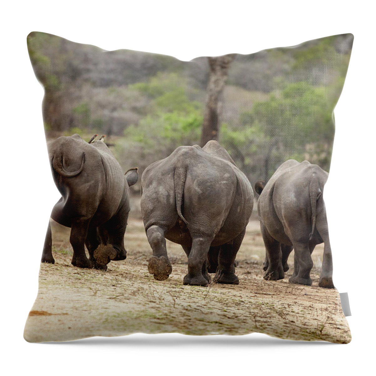 Rhino Throw Pillow featuring the photograph Rhino trio by Jane Rix
