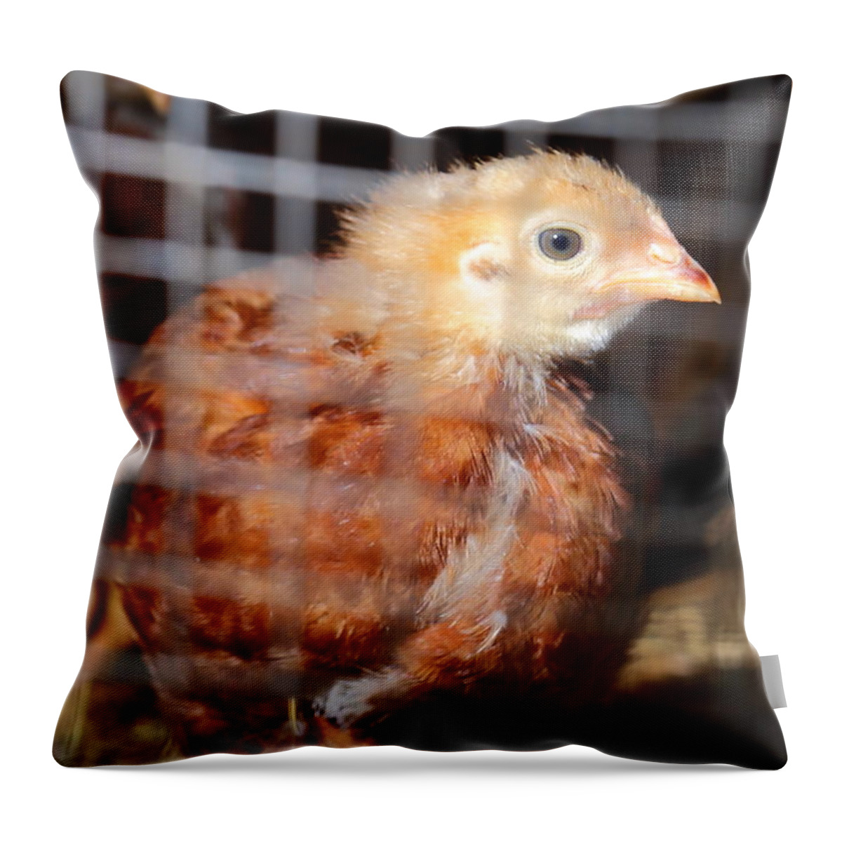 Chicken Throw Pillow featuring the photograph Rhode Island Red Chick At Five Weeks by Daniel Reed
