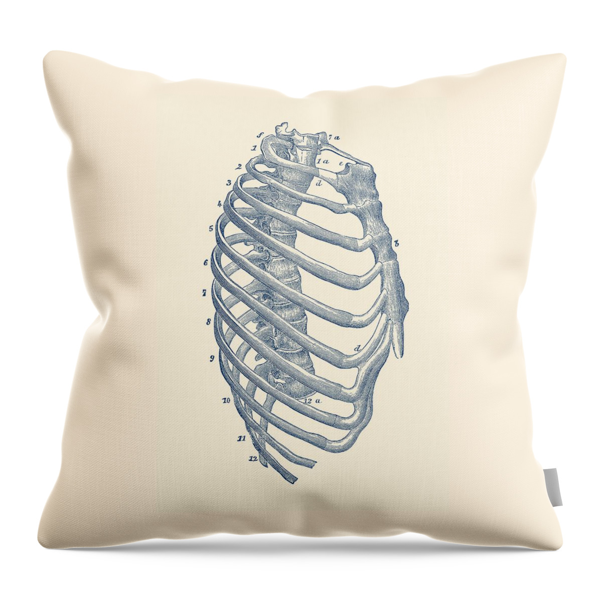 Skeleton Throw Pillow featuring the drawing Rib Cage Diagram - Vintage Anatomy Print by Vintage Anatomy Prints