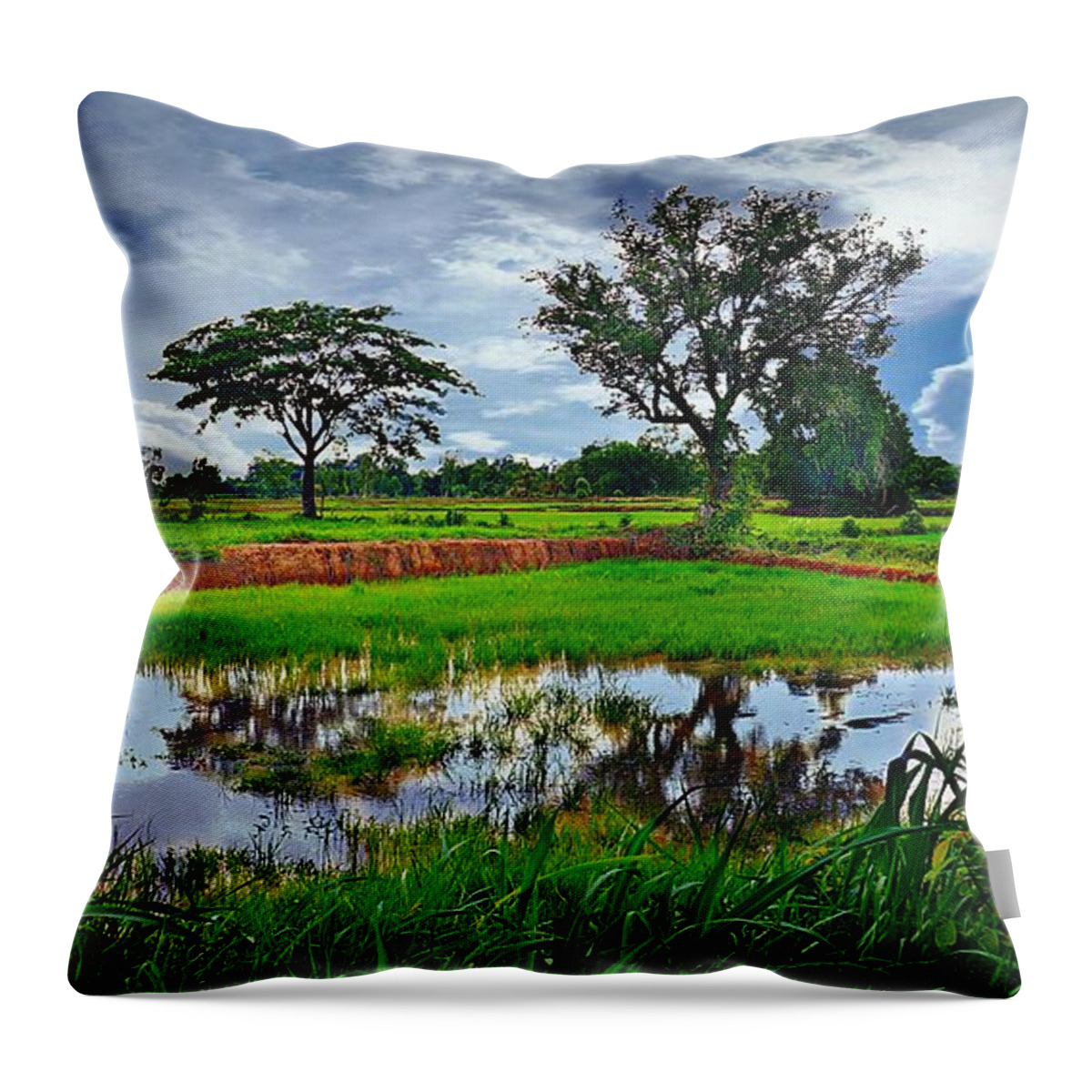 Rural Throw Pillow featuring the photograph Rice Paddy View by Ian Gledhill