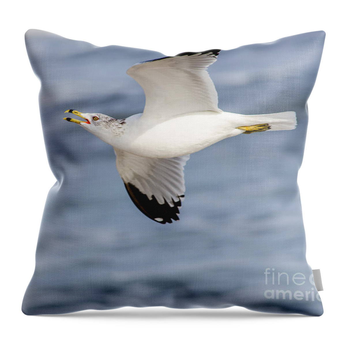 Ring-billed Seagull Throw Pillow featuring the photograph Ring-billed Seagull Looking for Attention by Debra Martz