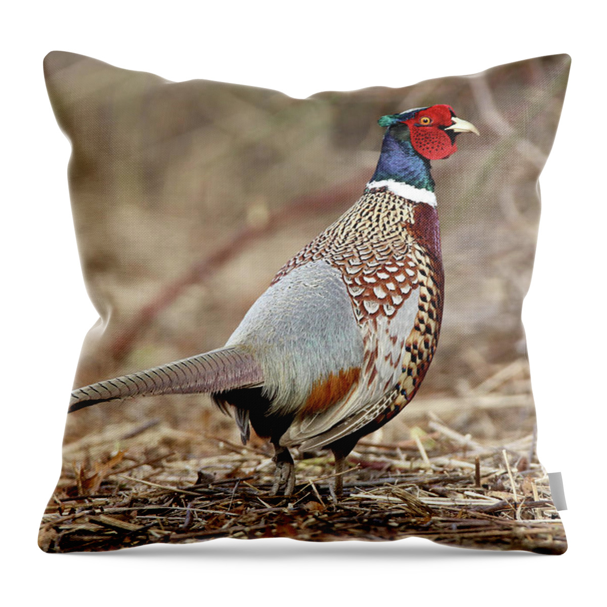 Ring-necked Pheasant Throw Pillow featuring the photograph Ring-necked Pheasant Stony Brook New York by Bob Savage