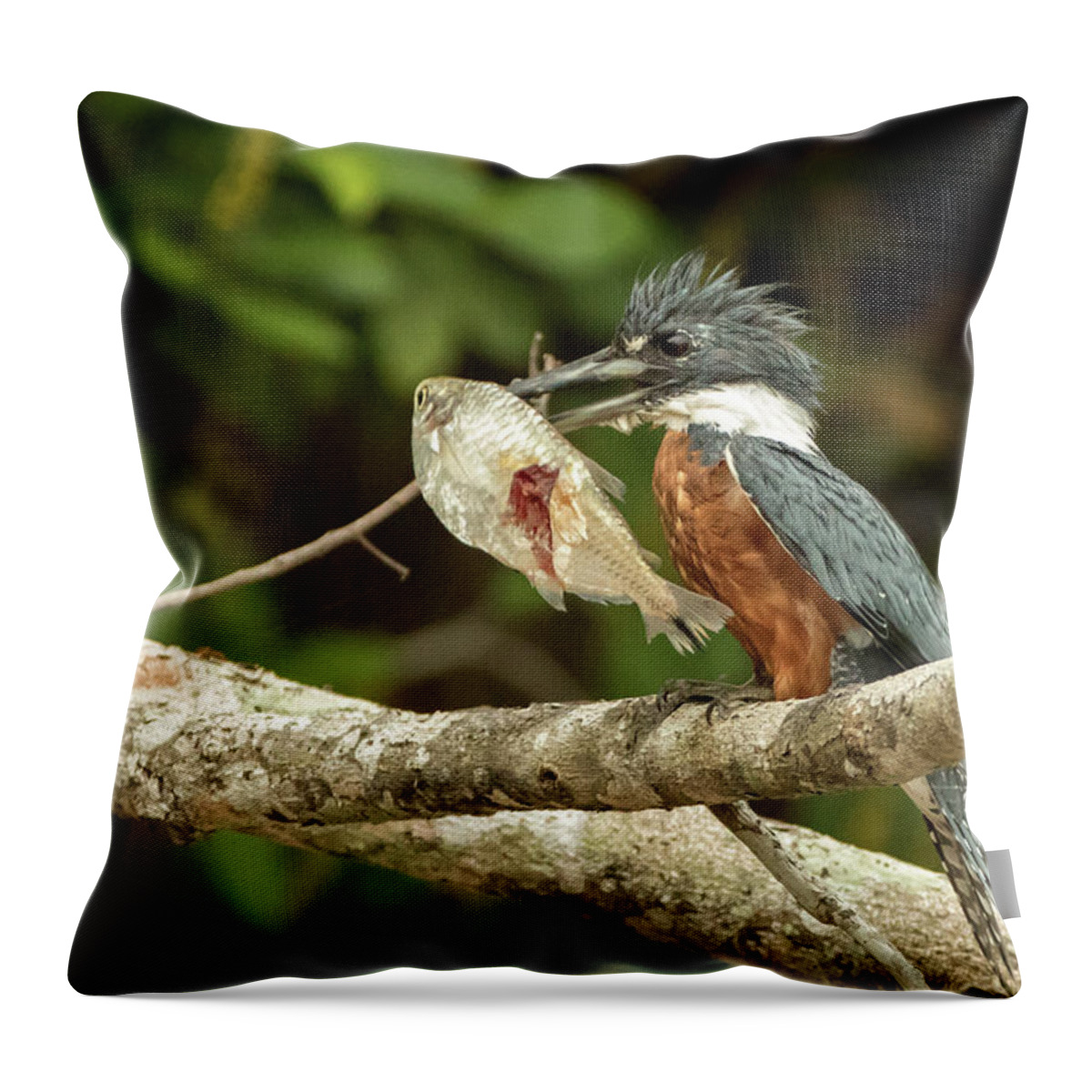 Ringed Throw Pillow featuring the photograph Ringed Kingfisher, Pantanal by Steven Upton