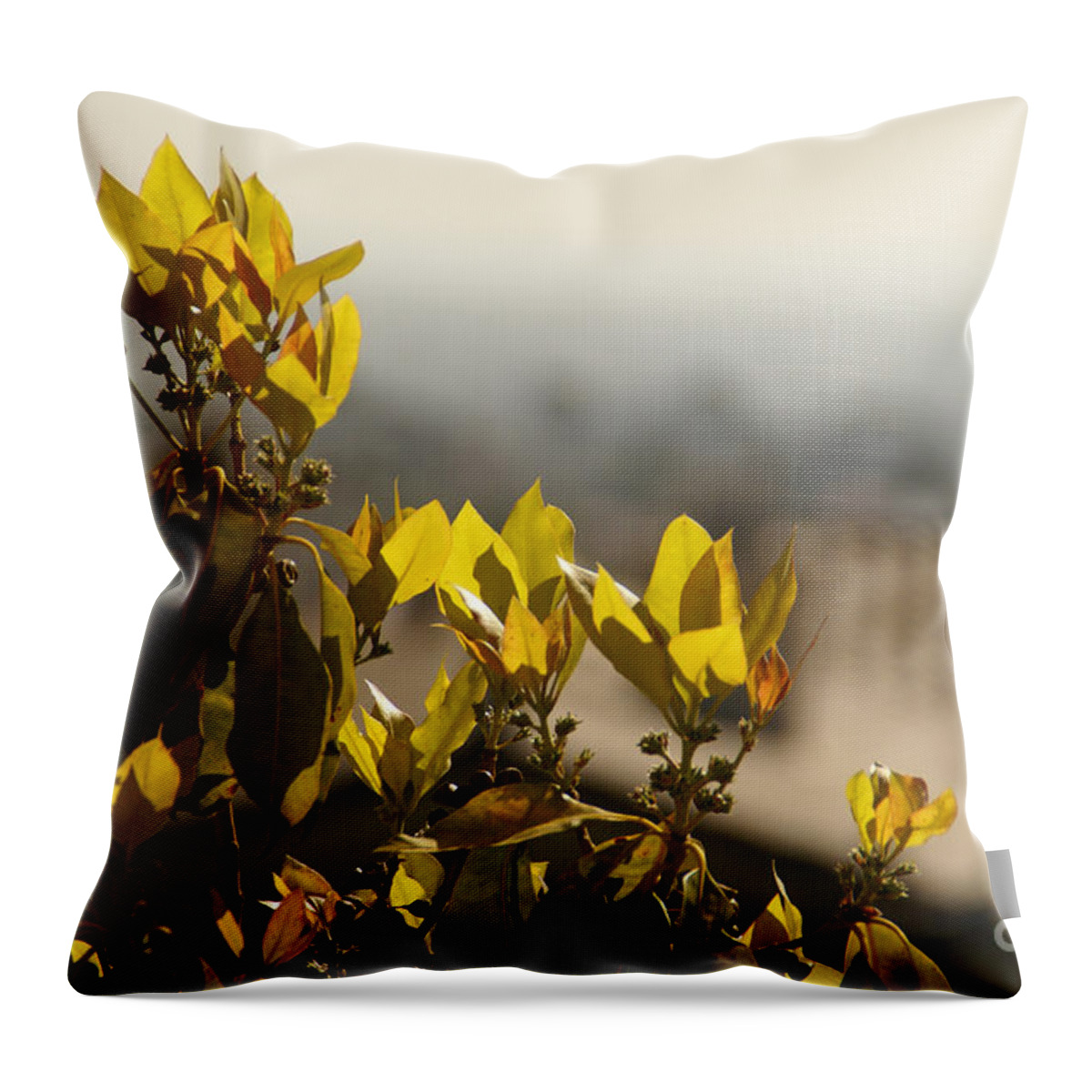 Tree Throw Pillow featuring the photograph Rise Above The Spanish Tile by Linda Shafer