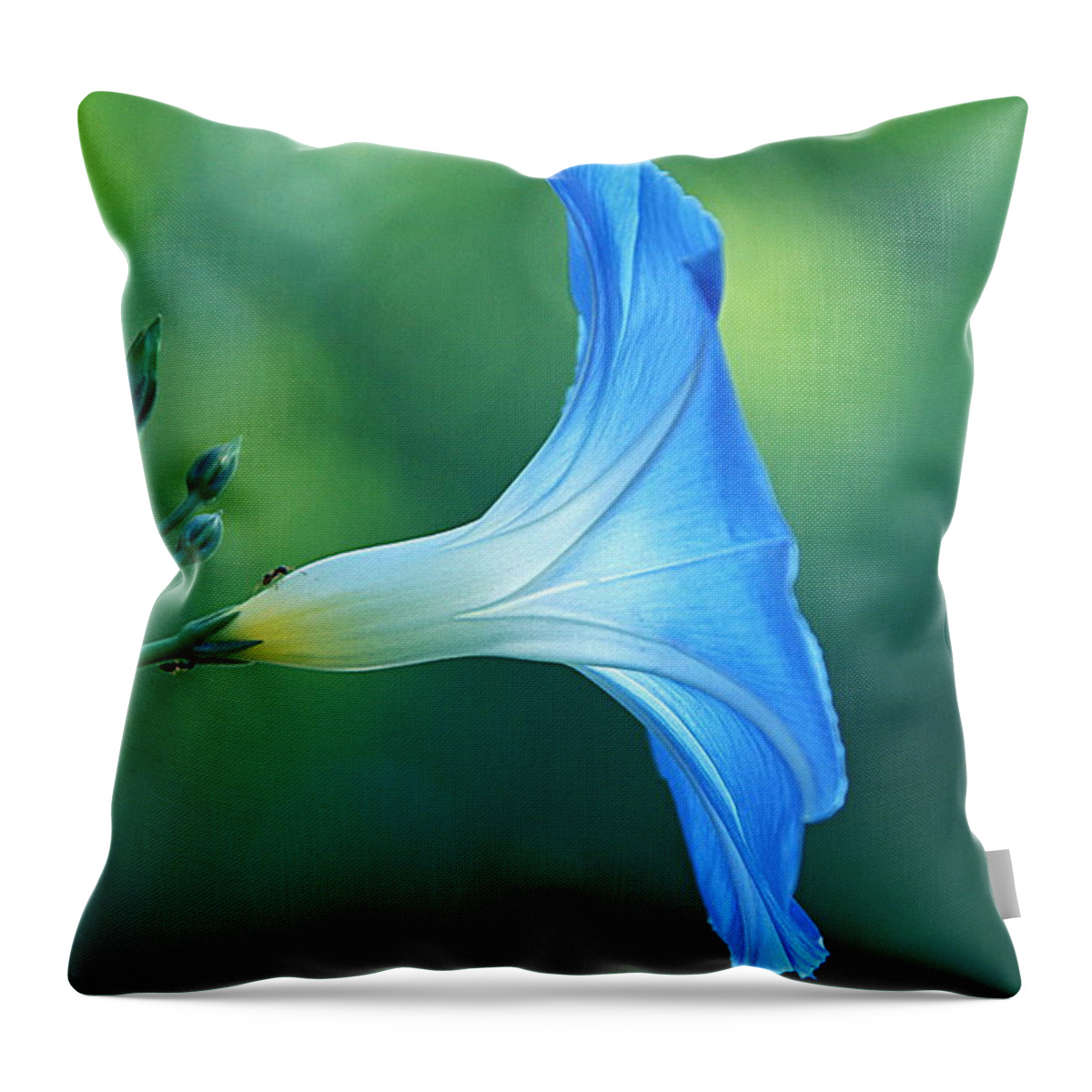 \morning Glory\ Flower Throw Pillow featuring the photograph Rise and Shine by Byron Varvarigos
