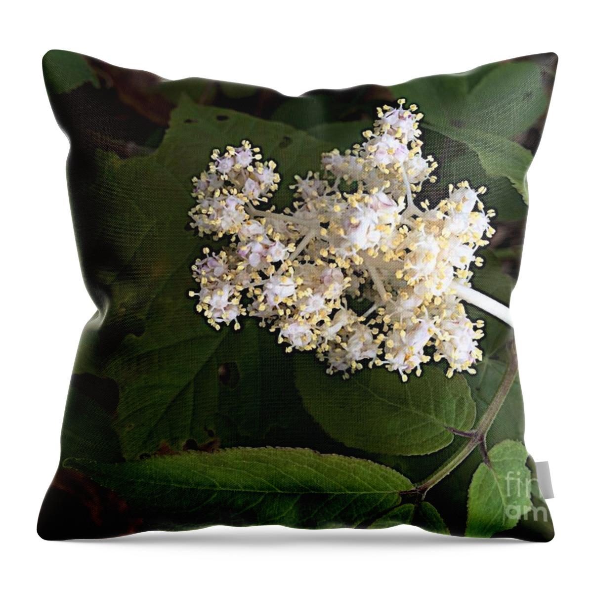 Michigan State University Throw Pillow featuring the photograph Rising Forth by Joseph Yarbrough
