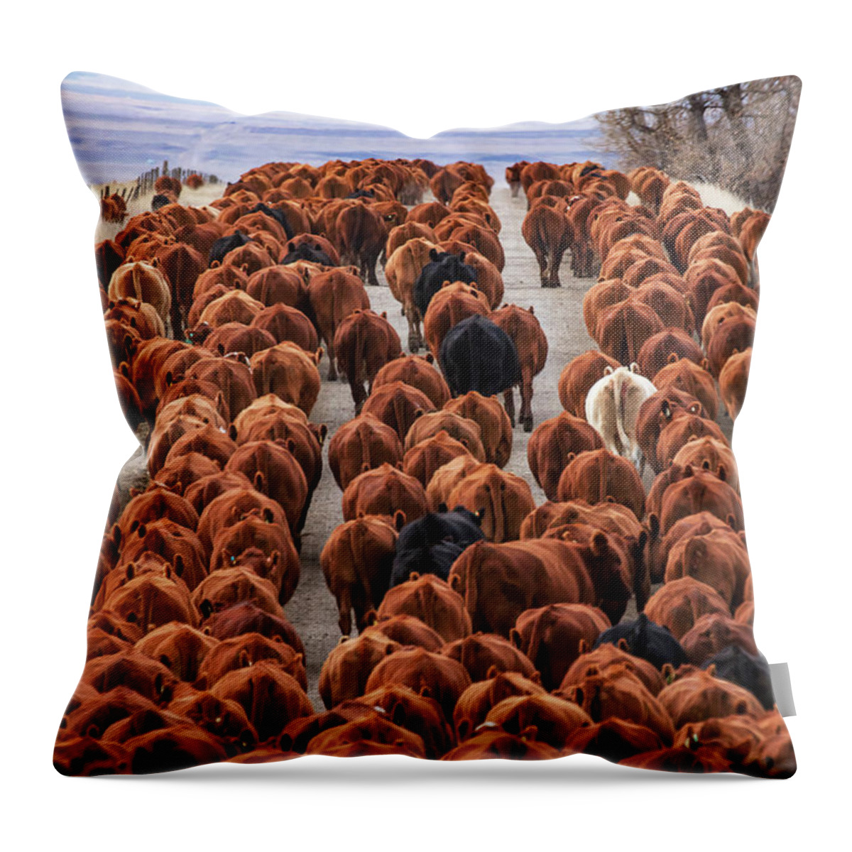 Red Angus Throw Pillow featuring the photograph River of Reds by Todd Klassy