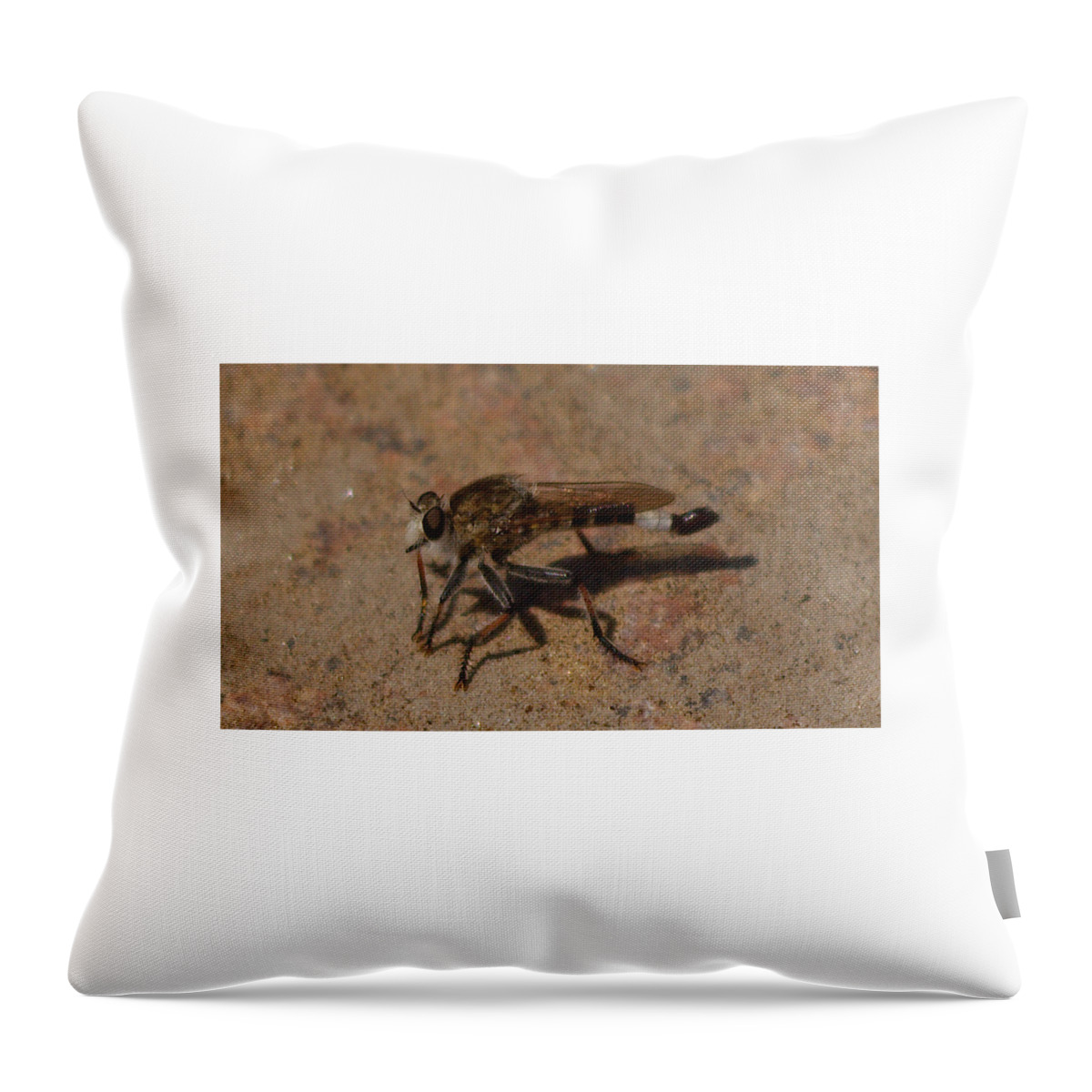 Fly Throw Pillow featuring the photograph Robber fly by James Smullins