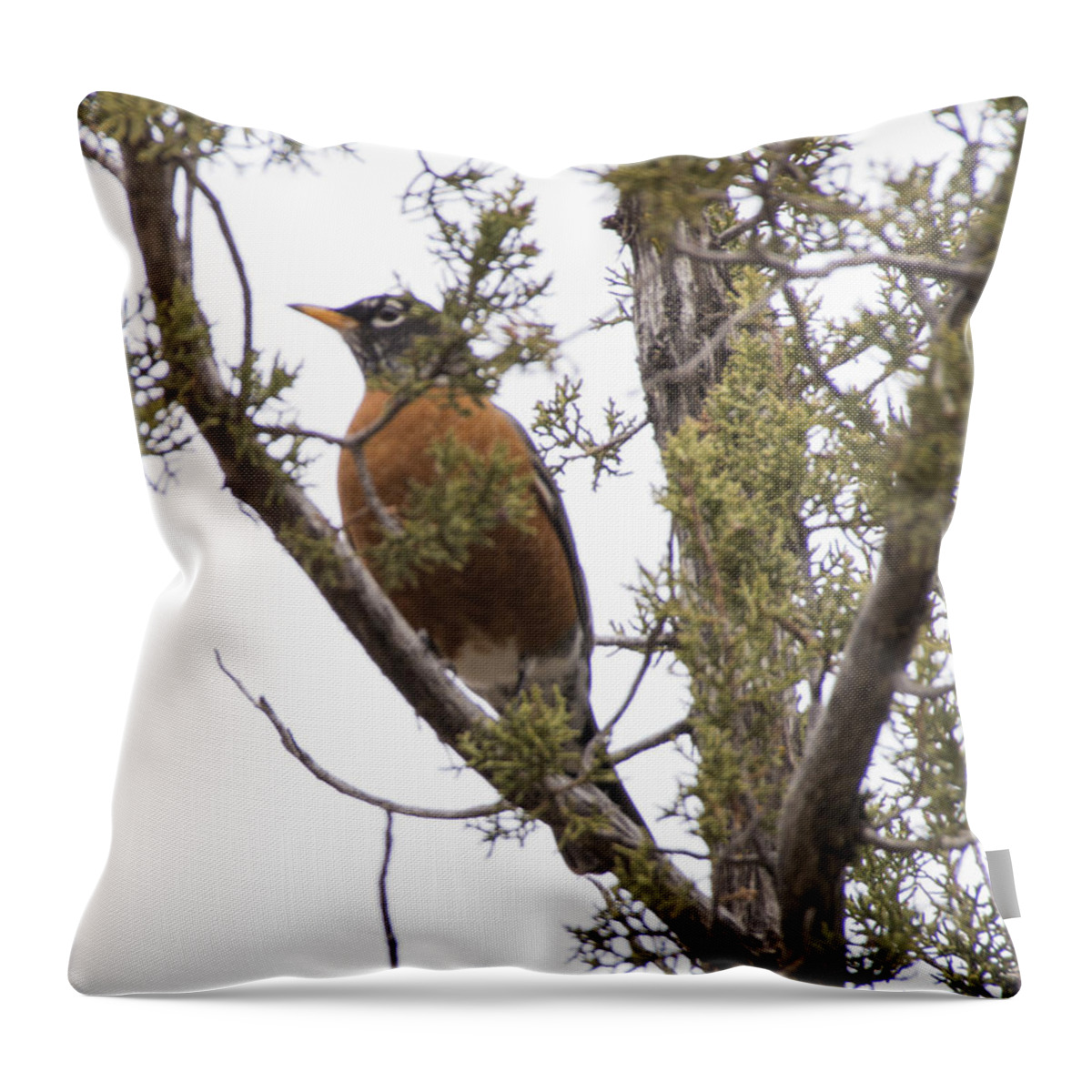 Robin Throw Pillow featuring the photograph Robin on the Lookout by Laura Pratt