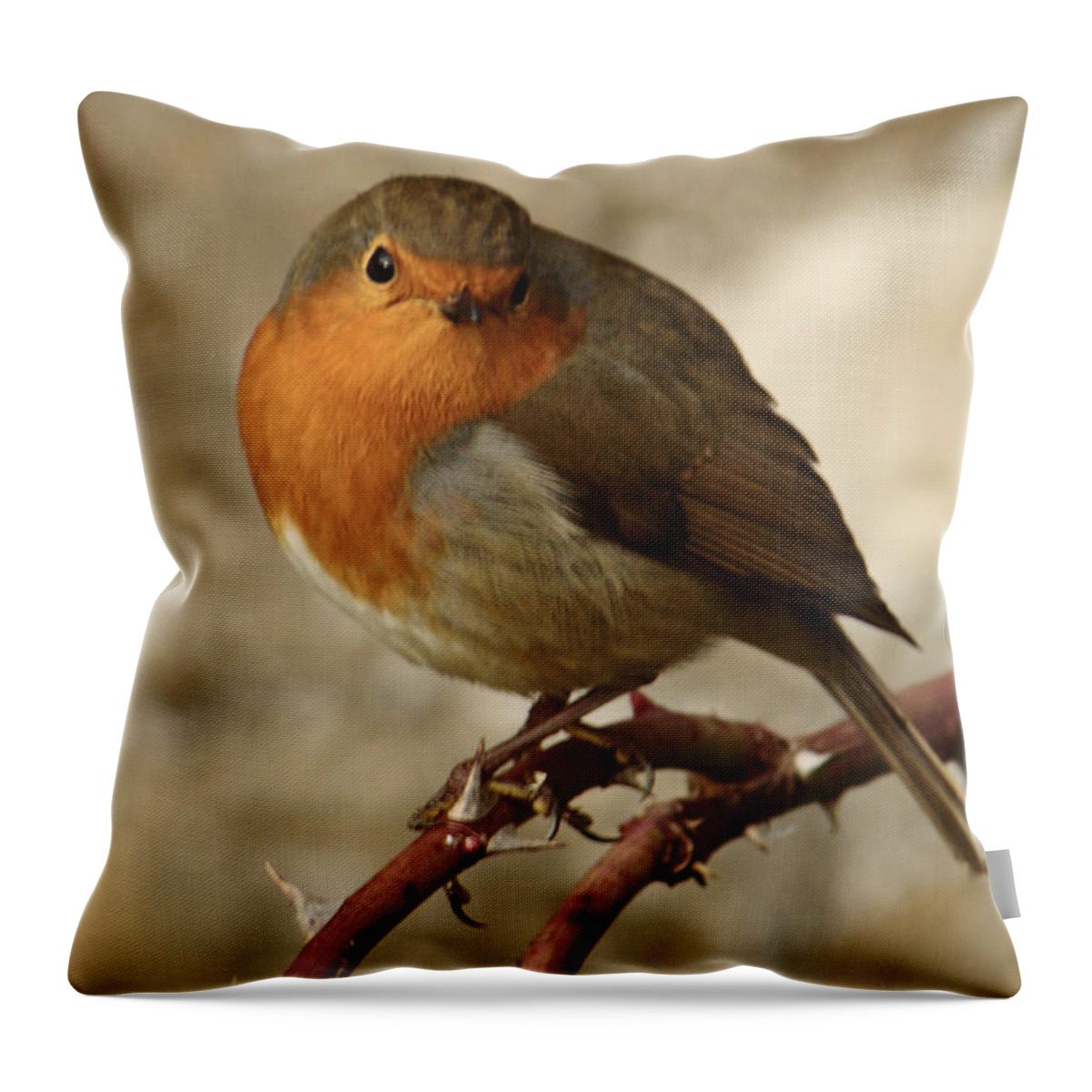 Bird Throw Pillow featuring the photograph Robin On Thorny Stem by Adrian Wale