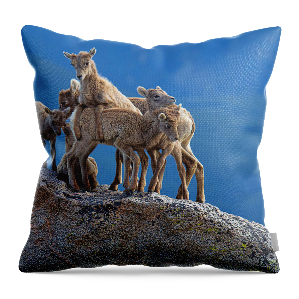 Bighorn Sheep. Bighorn Lambs Throw Pillow featuring the photograph Rock a Bye Baby by Jim Garrison