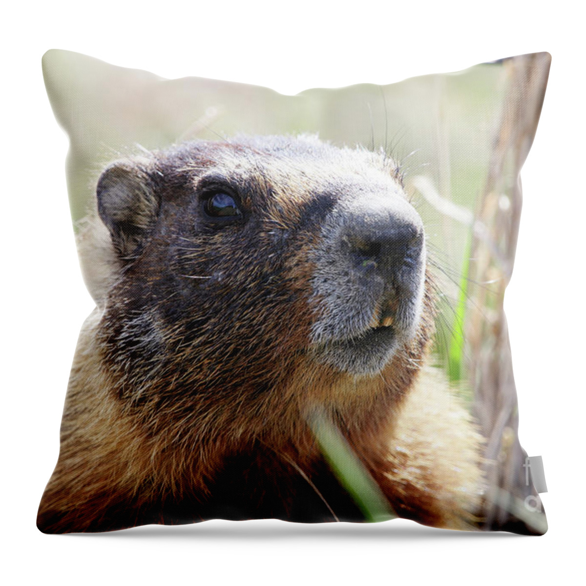 Rock Chuck Throw Pillow featuring the photograph Rock Chuck by Alyce Taylor