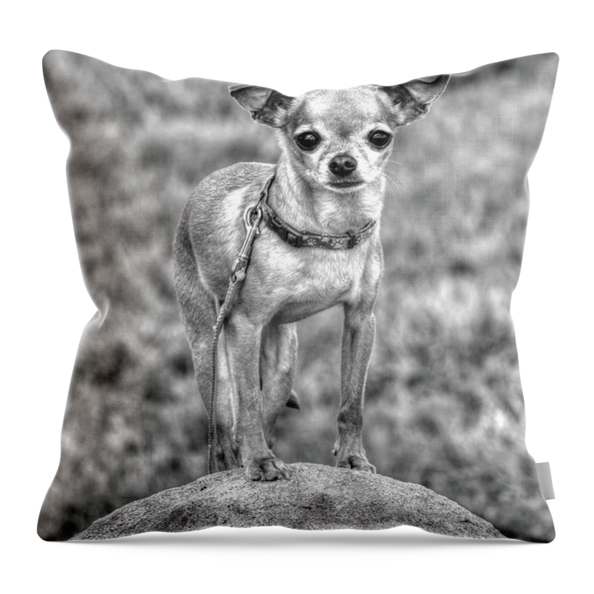 Chihuahua Throw Pillow featuring the photograph Rock Star by J Laughlin