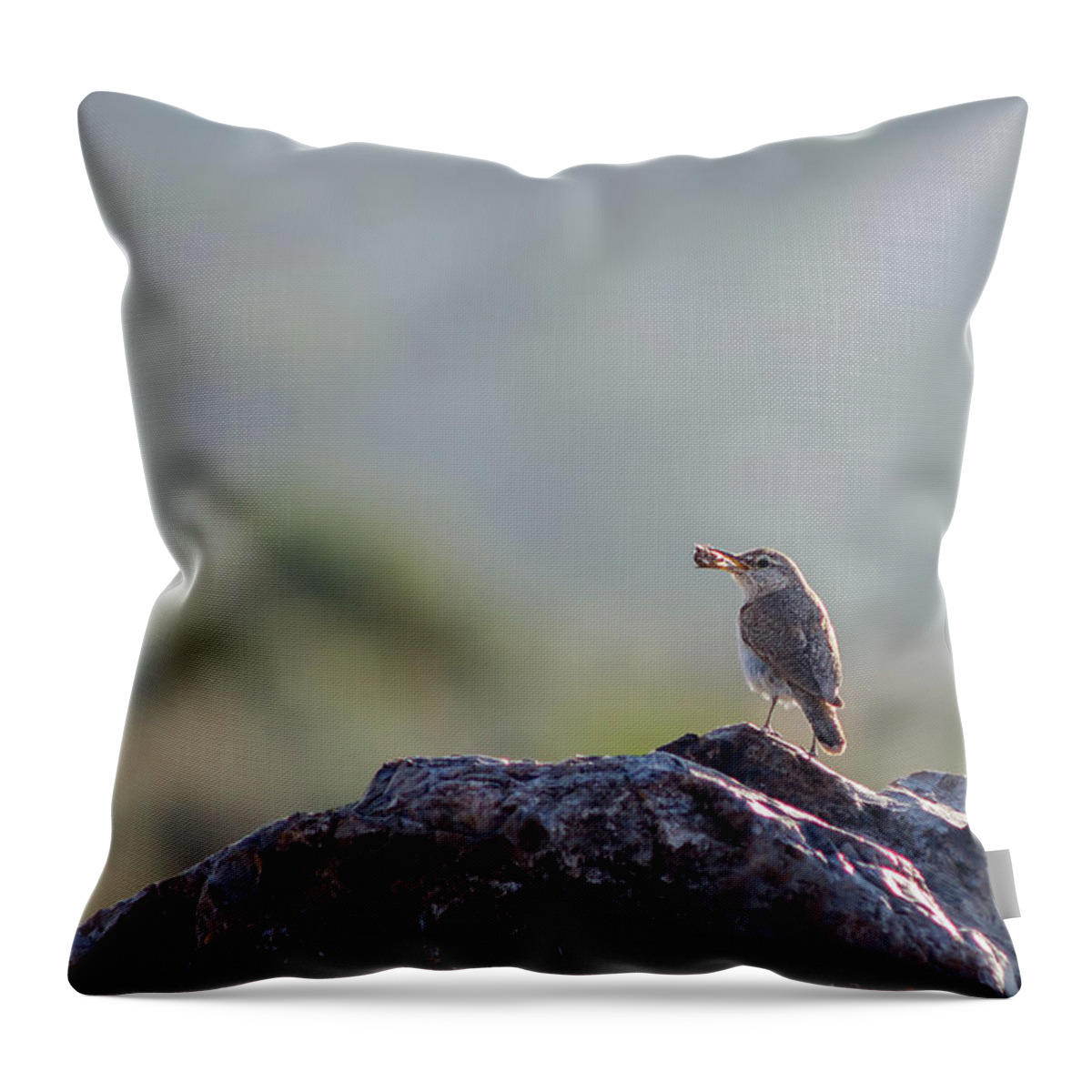 Rock Wren Throw Pillow featuring the photograph Rock Wren with Insect by Rick Mosher