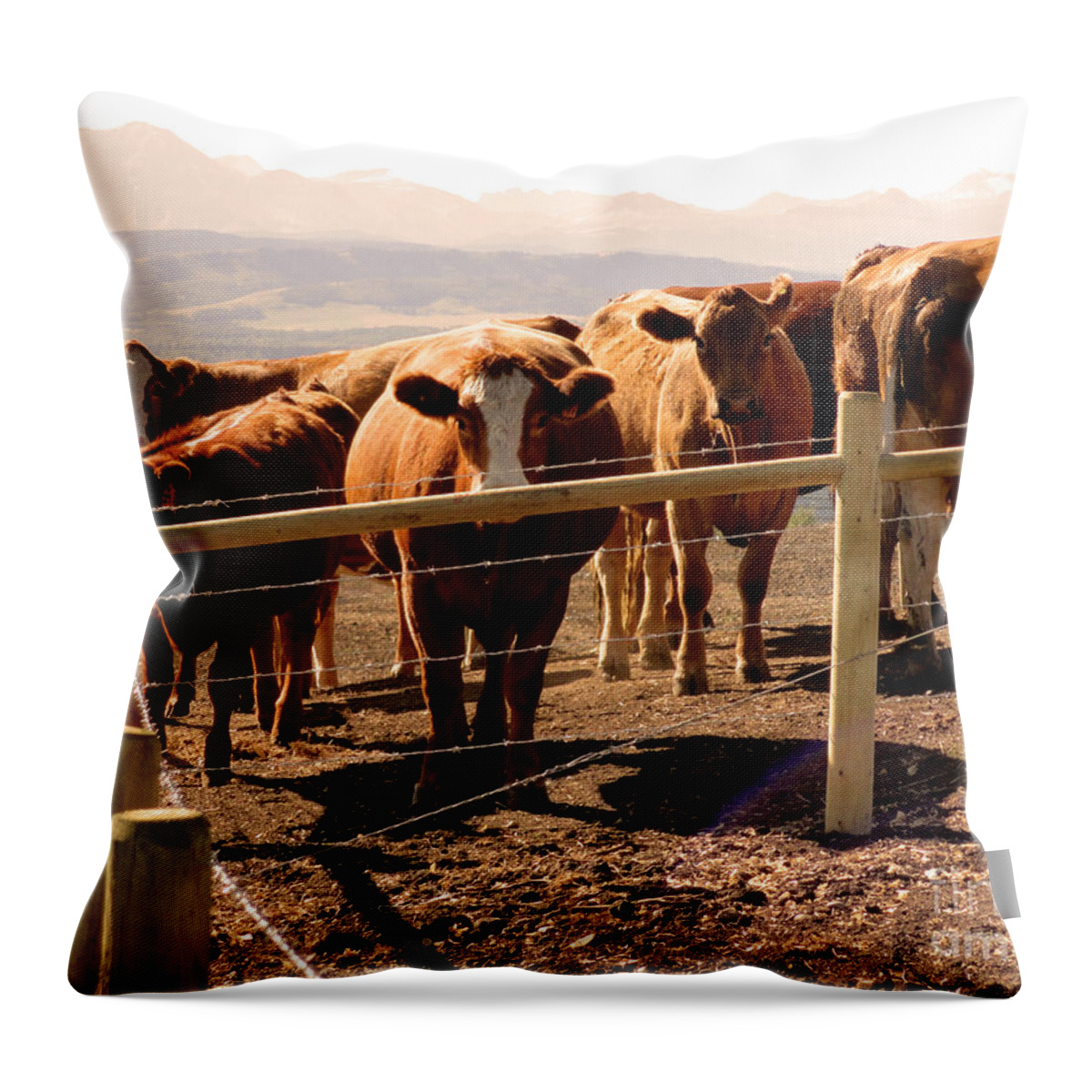 Al Bourassa Throw Pillow featuring the photograph Rockies Cattle Country by Al Bourassa