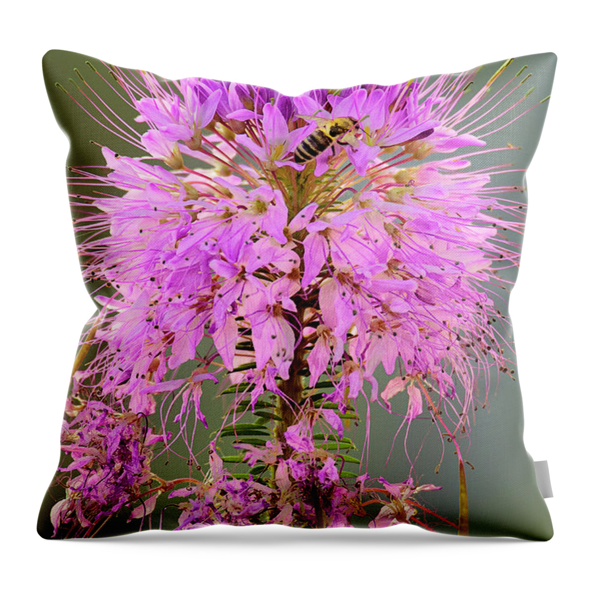 Dave Welling Throw Pillow featuring the photograph Rocky Mountain Beeplant Cleome Serrulata And Honey Bee by Dave Welling
