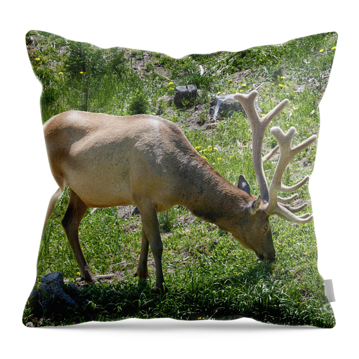 Bull Elk Throw Pillow featuring the photograph Rocky Mountain Elk by Bon and Jim Fillpot