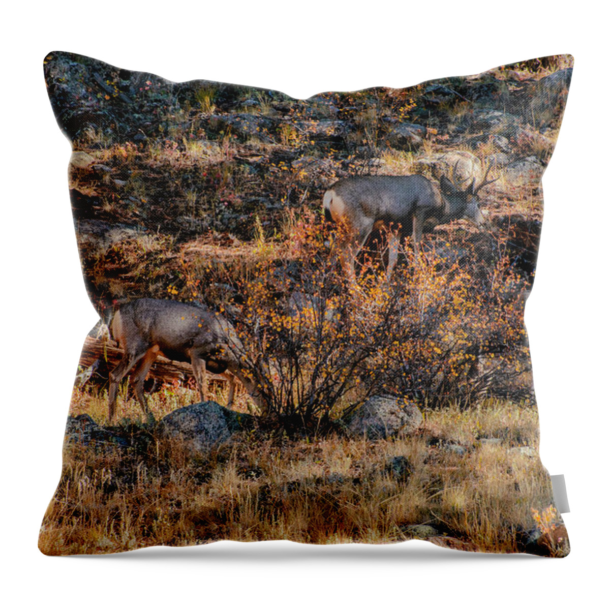  Throw Pillow featuring the photograph Rocky Mountain National Park Deer Colorado by Paul Vitko