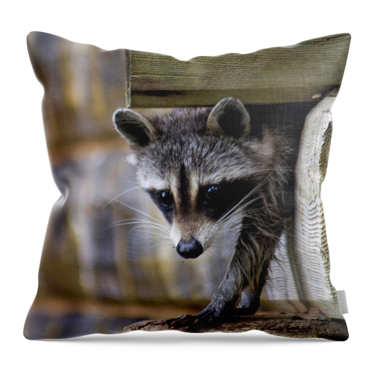 Rocky Throw Pillow featuring the photograph Rocky The Raccoon by Kathy Clark