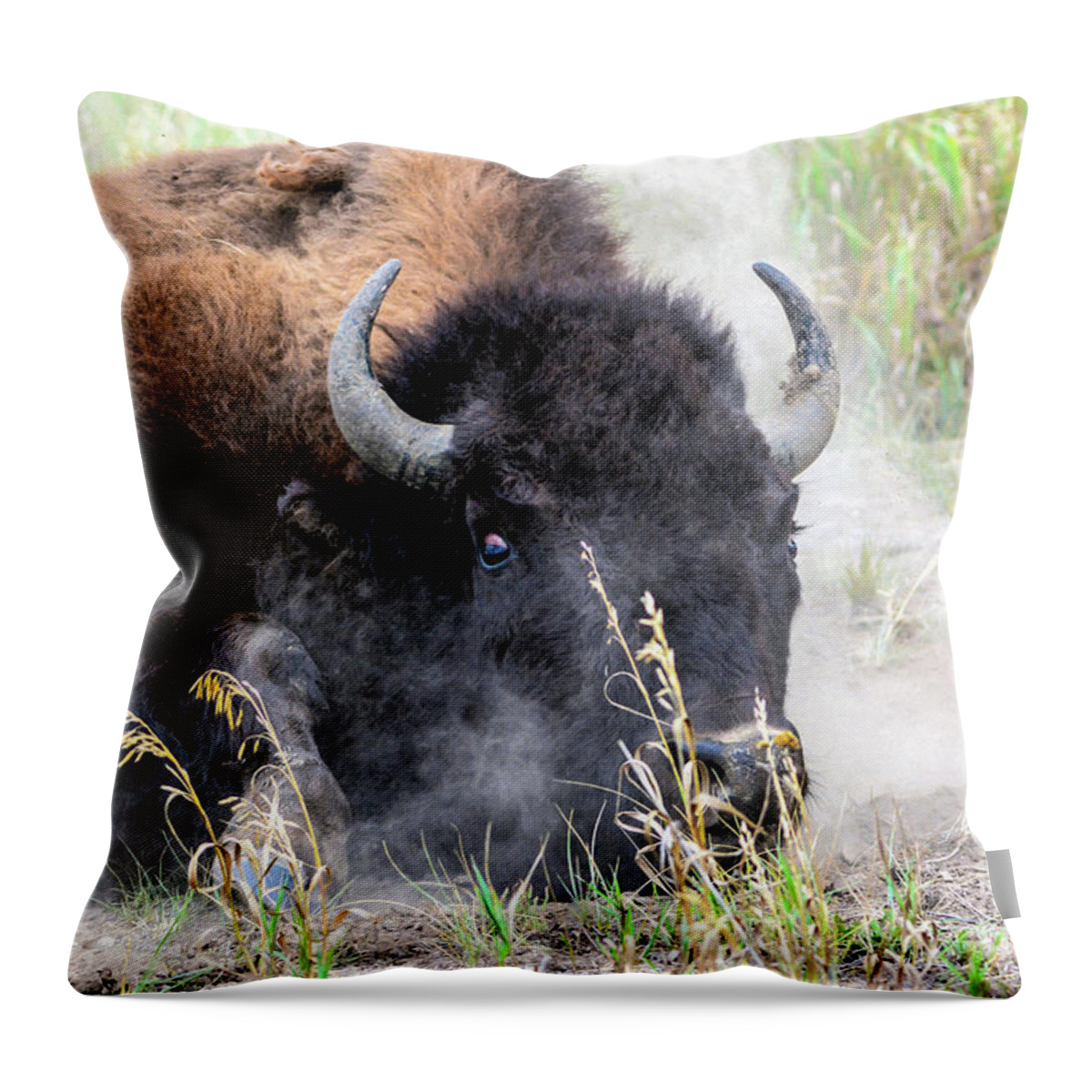 Bison Throw Pillow featuring the photograph Rollin' in the Dirt by John Greco