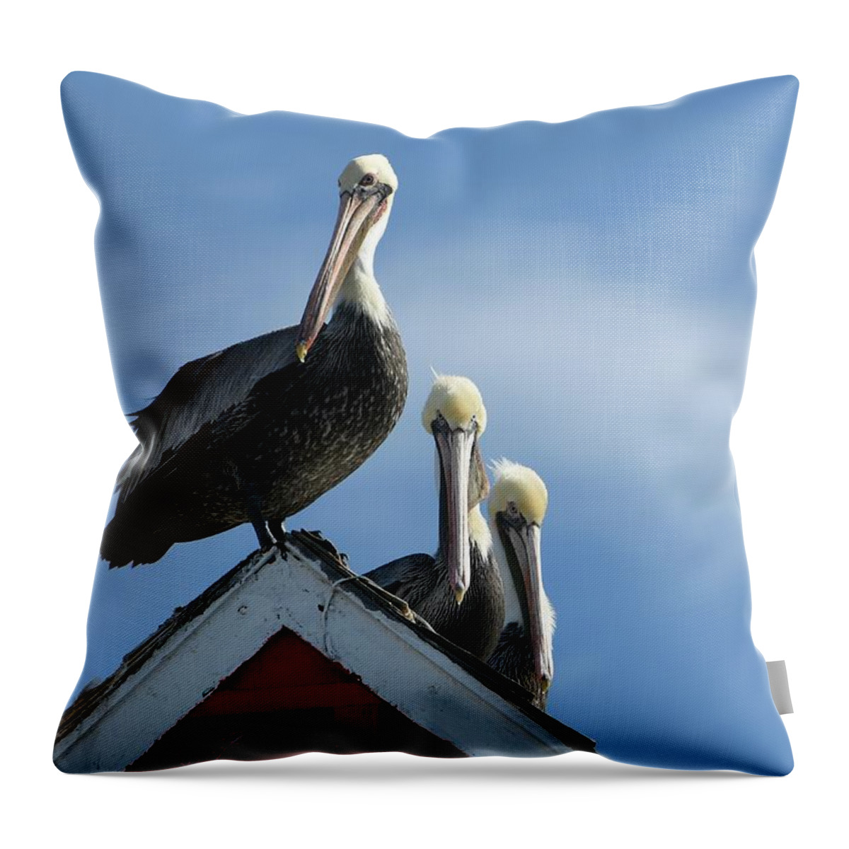 Brown Pelicans Throw Pillow featuring the photograph Rooftop Trio by Fraida Gutovich