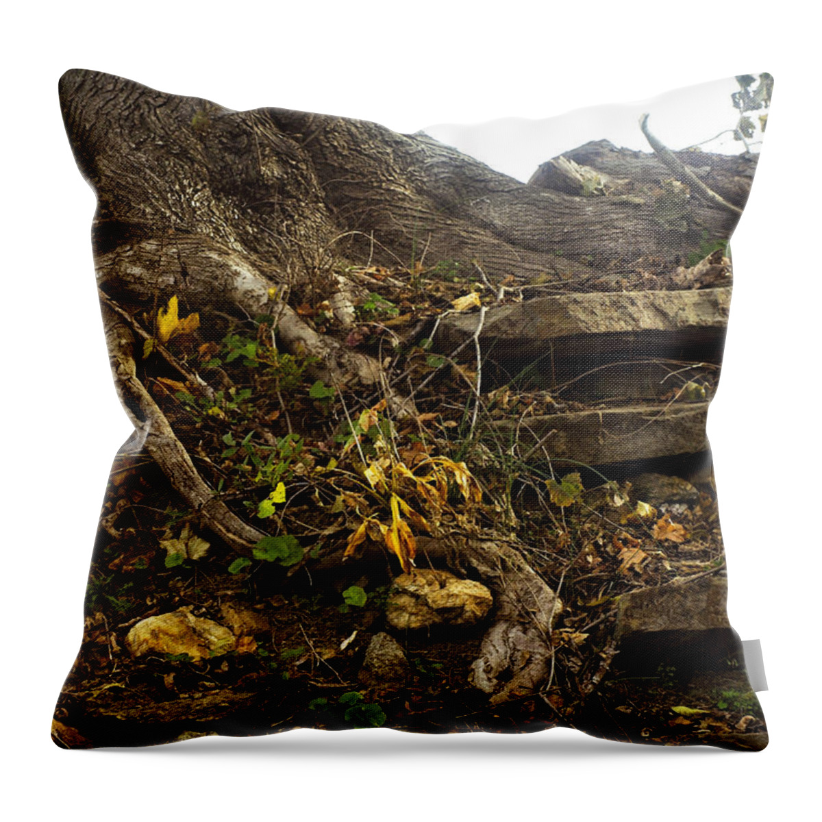 Tree Throw Pillow featuring the photograph Rooted in Time by Susan Maxwell Schmidt