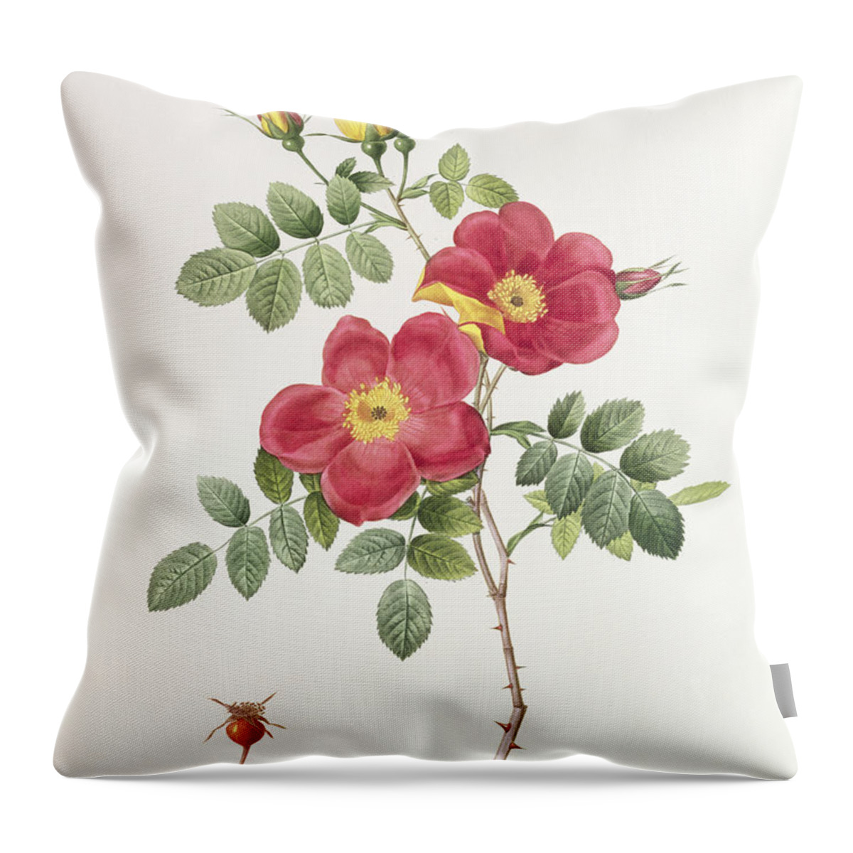 Rosa Throw Pillow featuring the drawing Rosa Eglantera Punicea by Pierre Joseph Redoute
