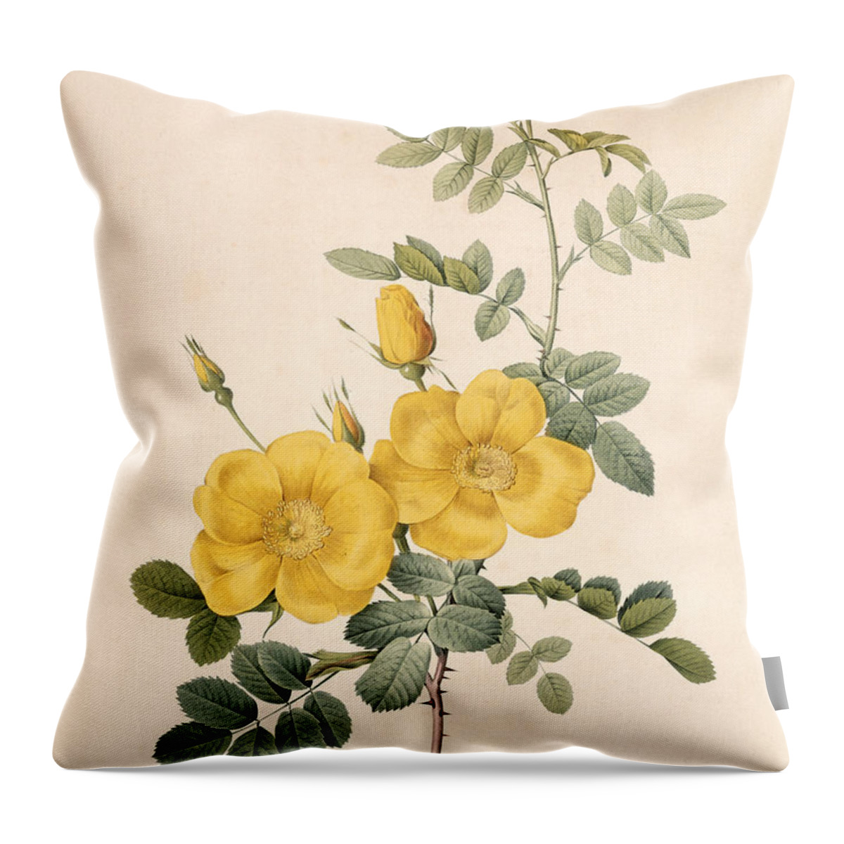 Rosa Throw Pillow featuring the drawing Rosa Eglanteria by Pierre Joseph Redoute