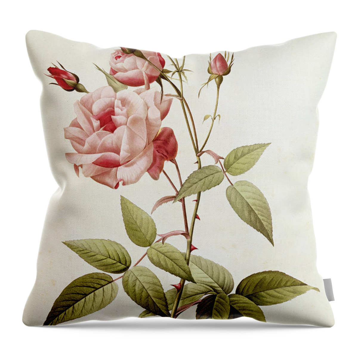Rosa Throw Pillow featuring the painting Rosa Indica Vulgaris by Pierre Joseph Redoute