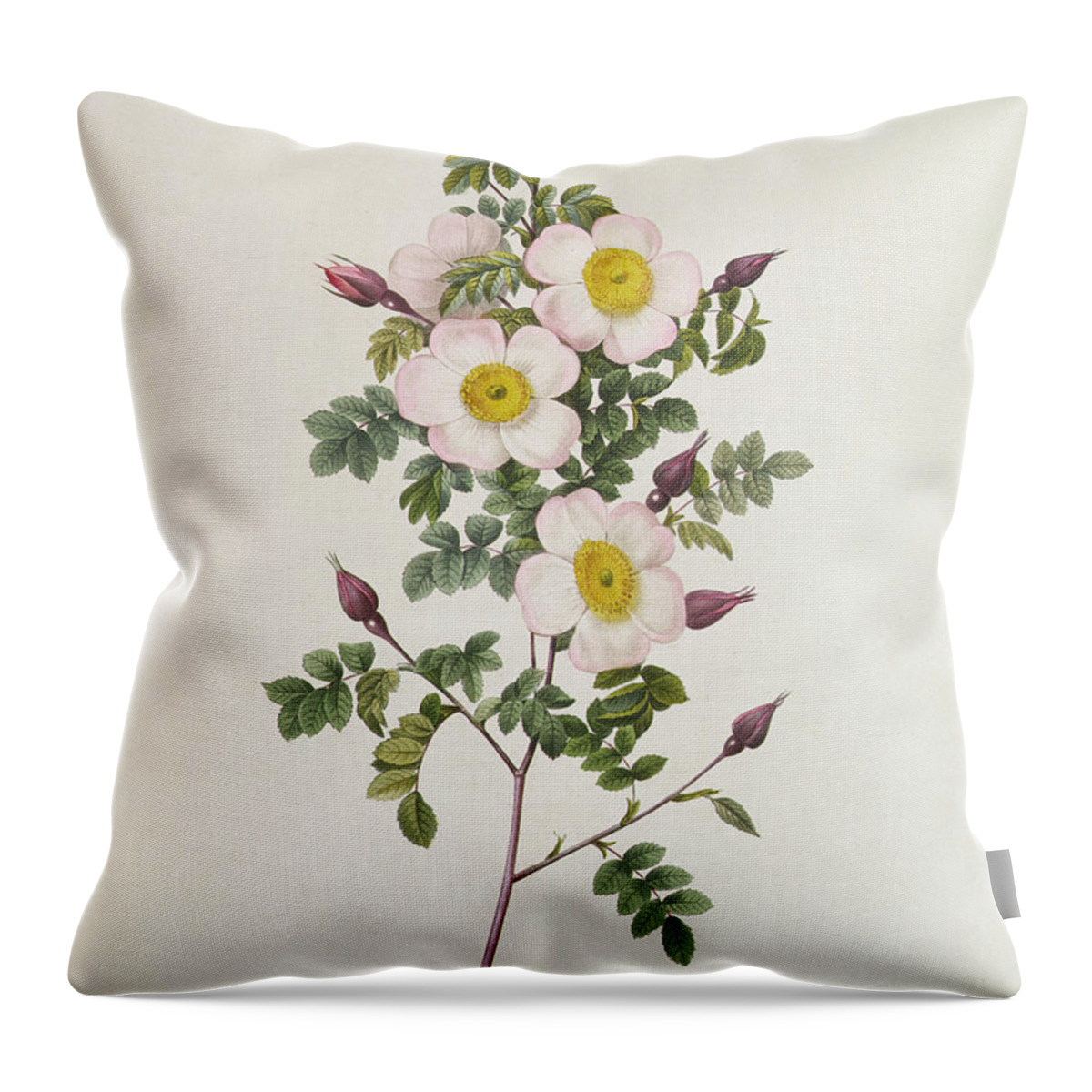 Rosa Throw Pillow featuring the drawing Rosa Pimpinelli Folia Inermis by Pierre Joseph Redoute