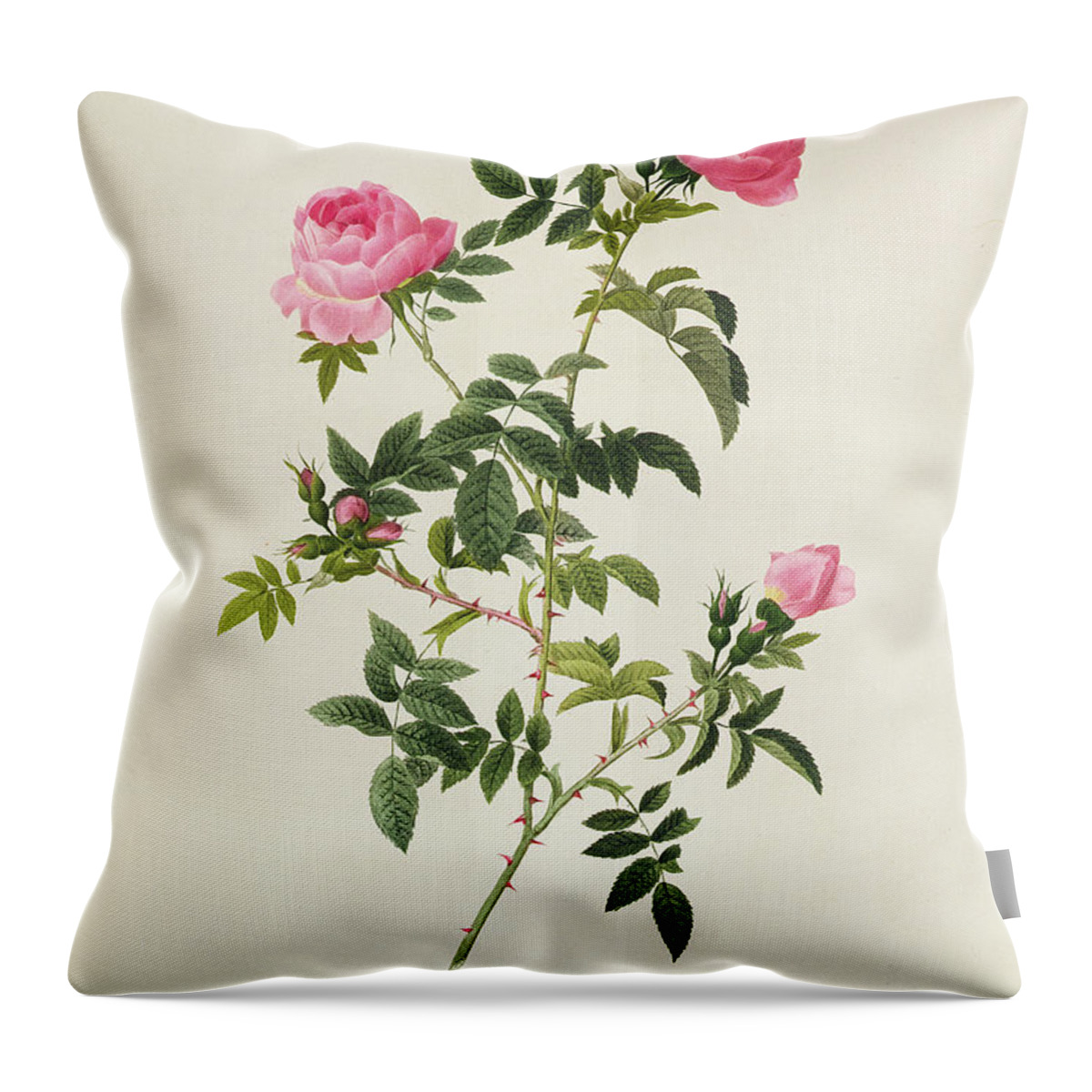 Rosa Throw Pillow featuring the drawing Rosa Sepium Flore Submultiplici by Pierre Joseph Redoute